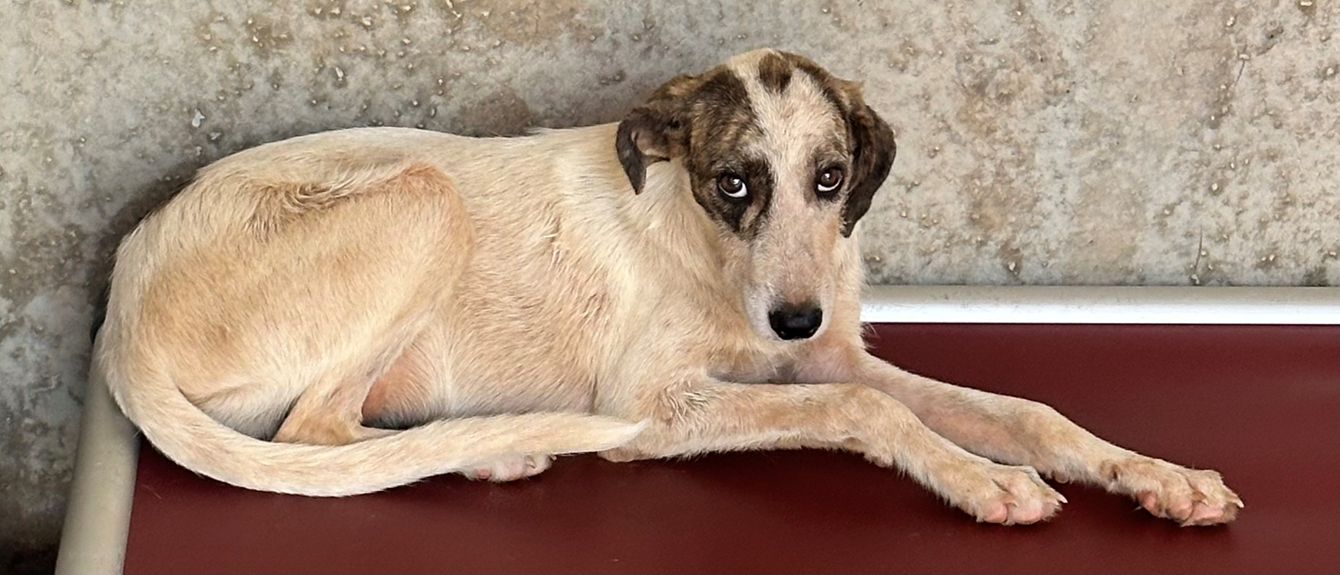 Found Mixed Breed Puppy