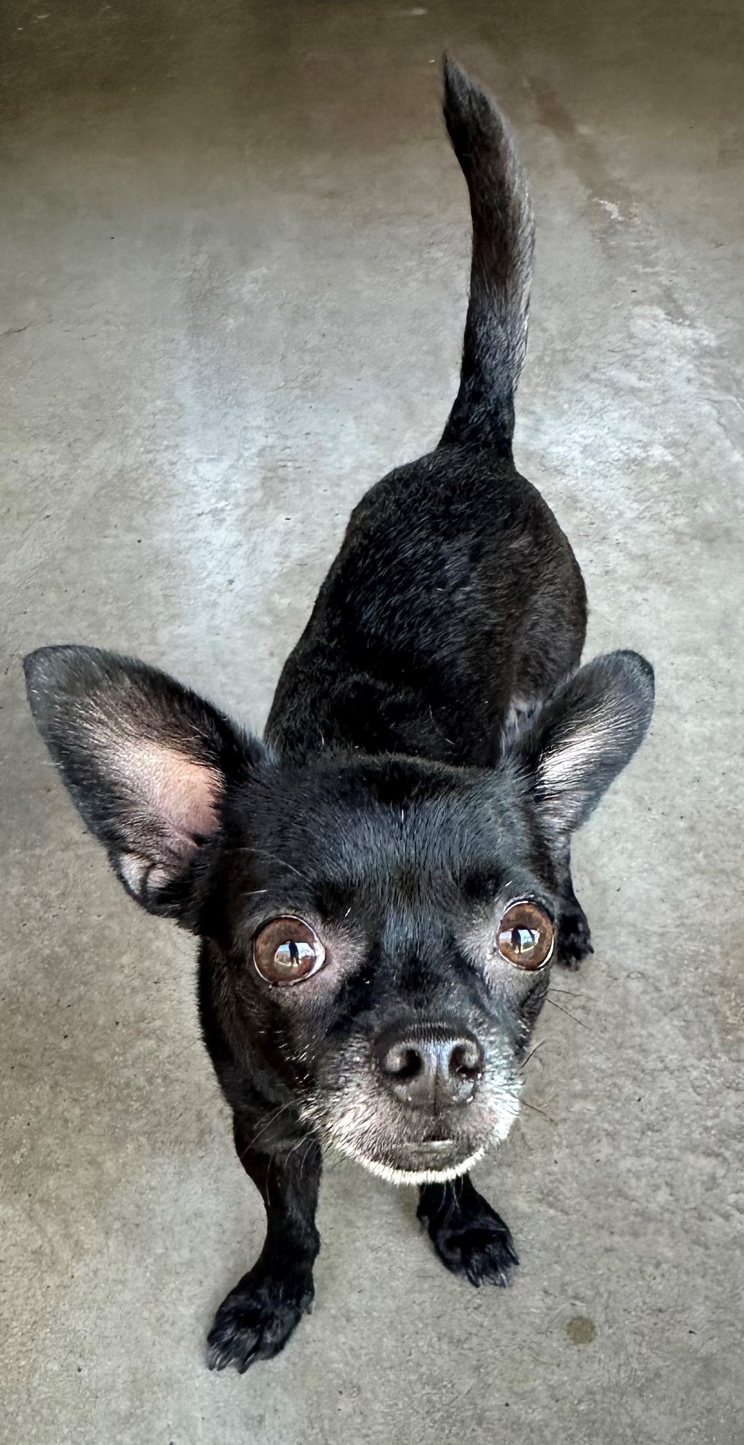 Found Chihuahua 