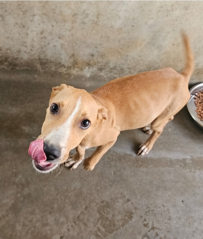 Found Mixed Breed Puppy 
