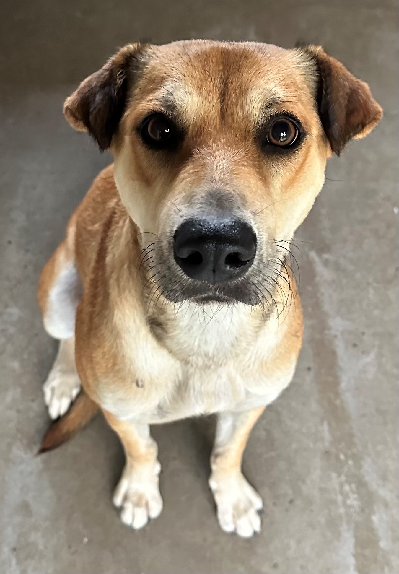 Found Mixed Breed Dog