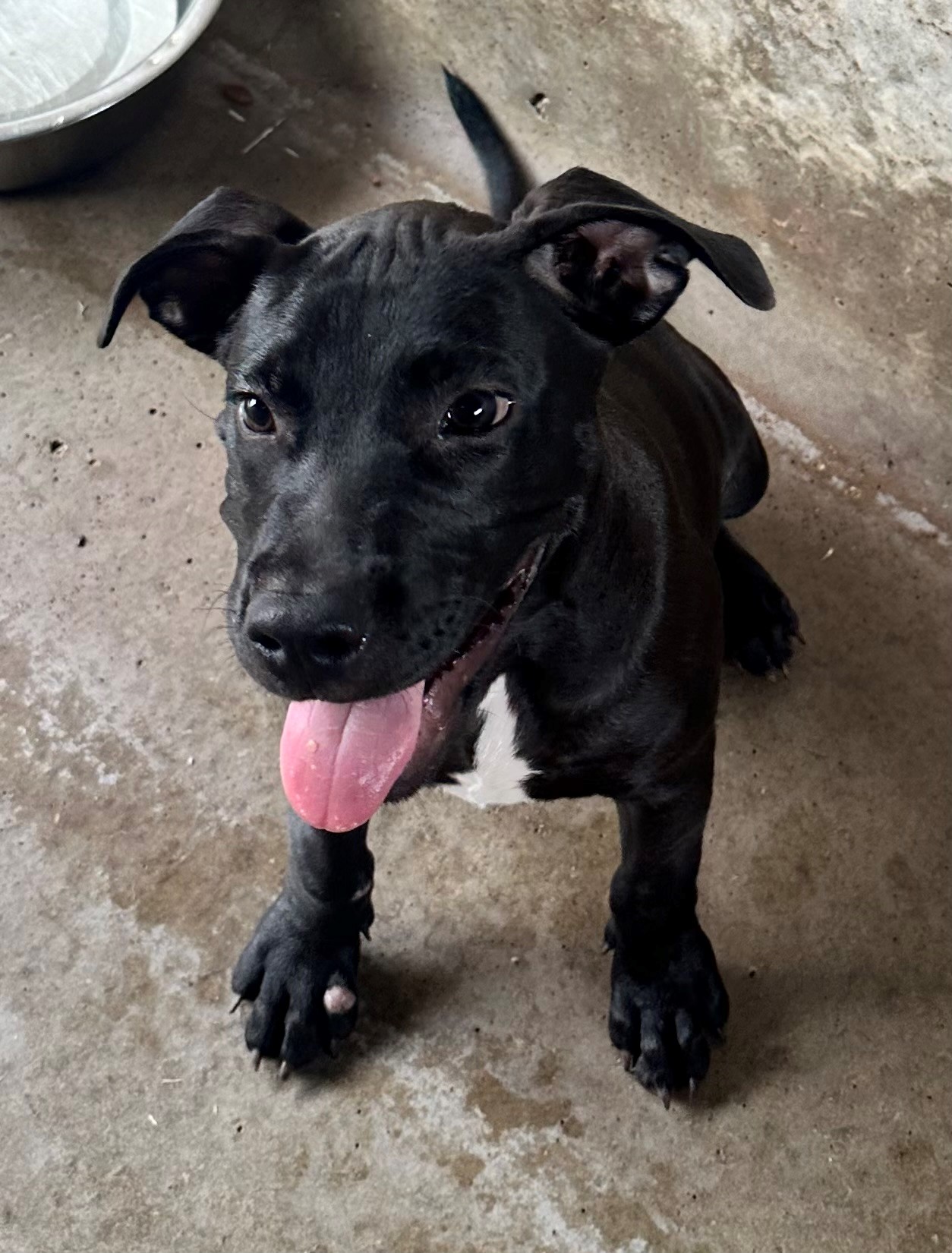 Found Mixed Breed Puppy