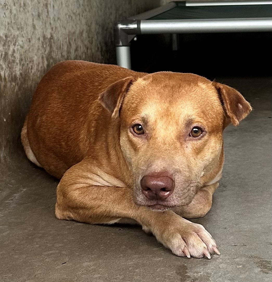 Found Mixed Breed Dog