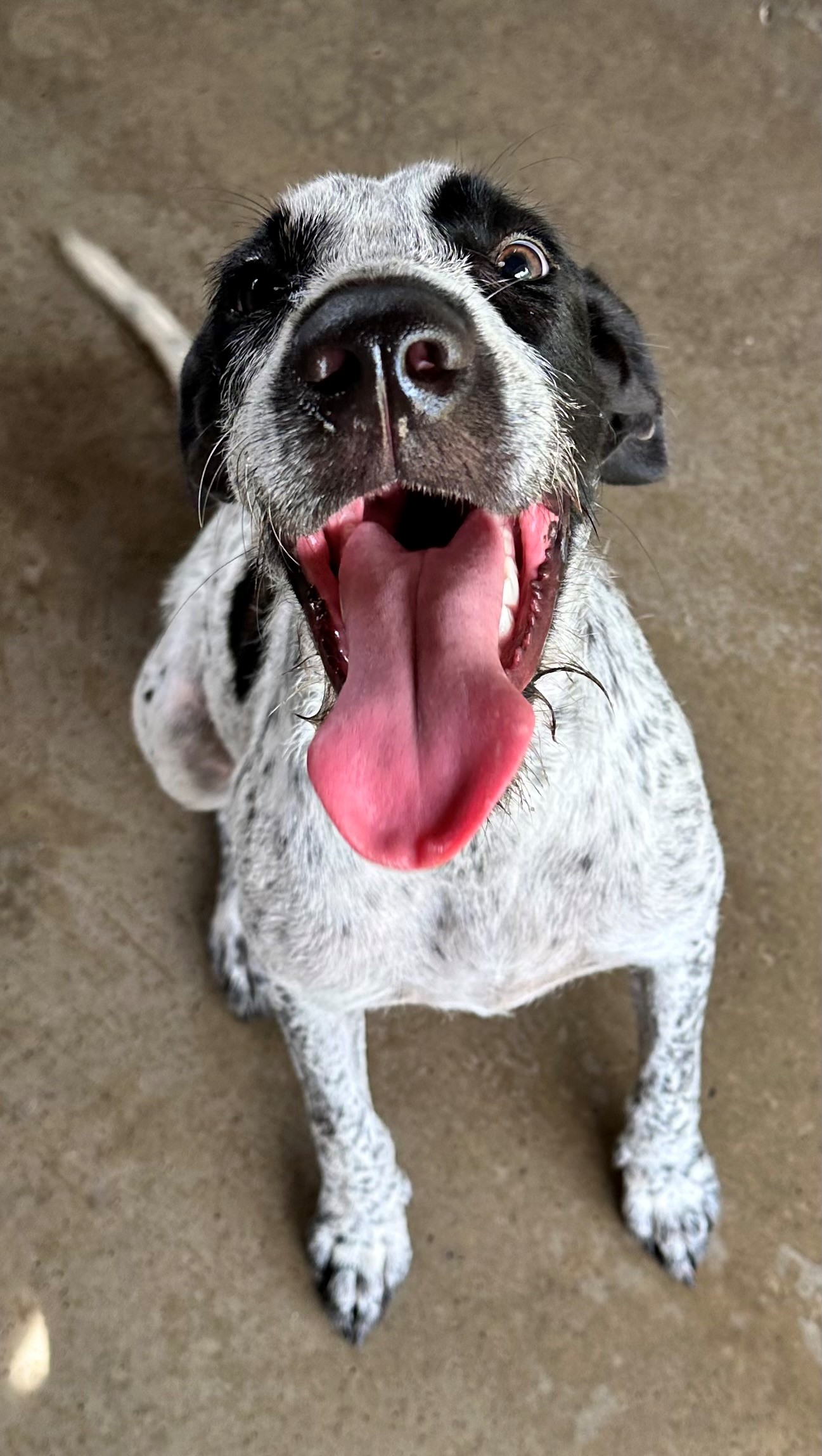 Found Mixed Breed Dog