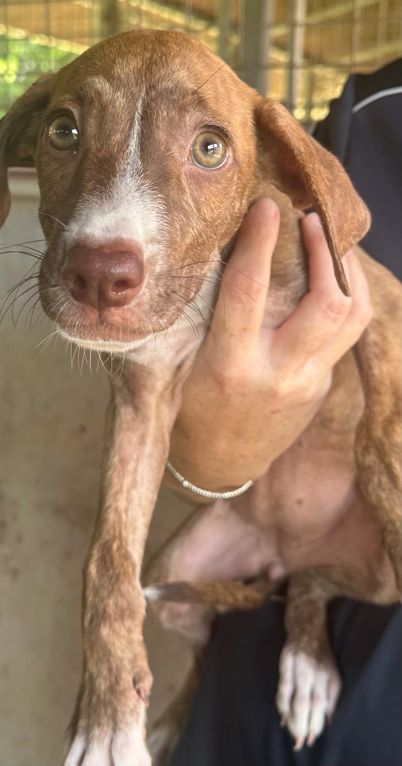 Found Mixed Breed Puppy