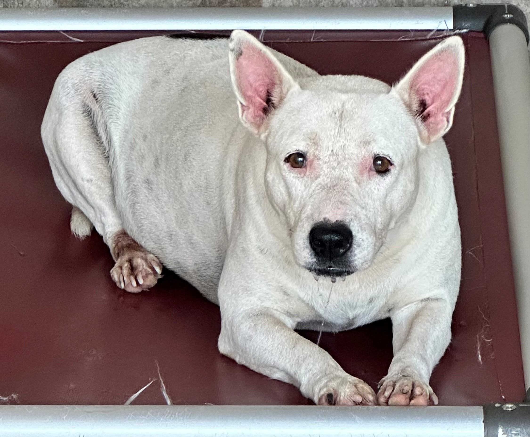 Found Bull Terrier X