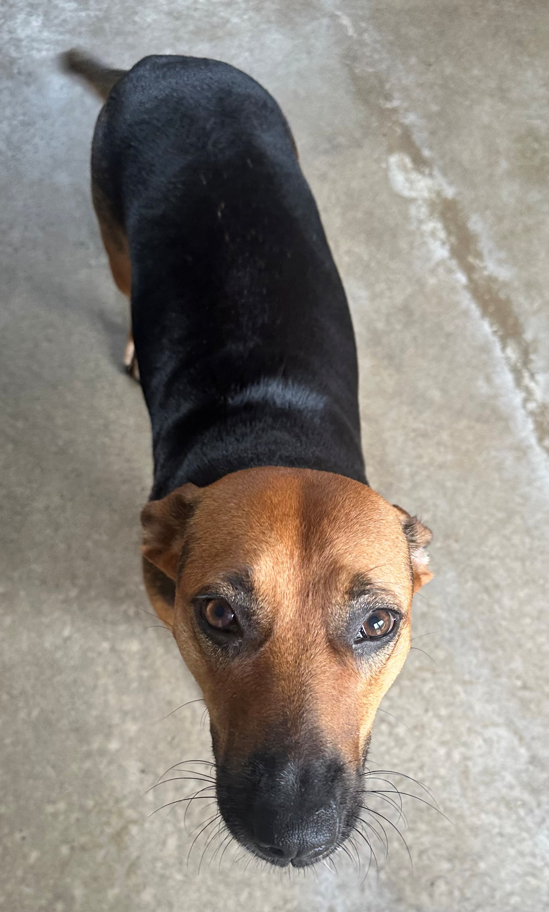 Found Mixed Breed Dog