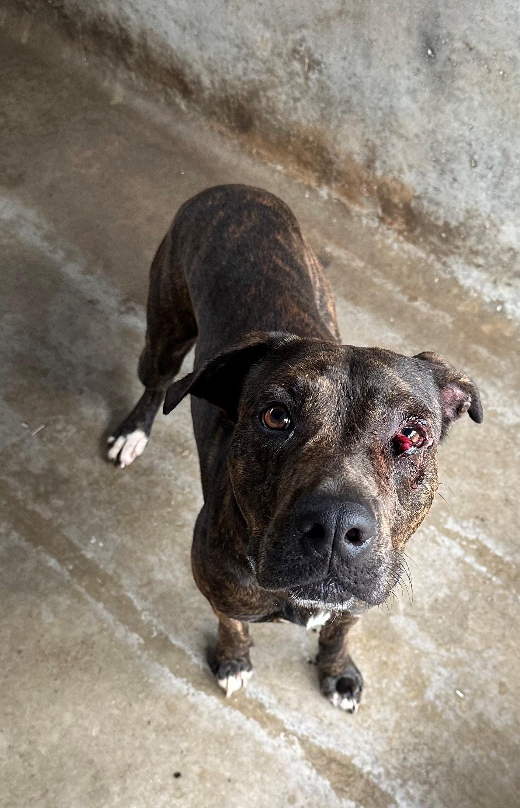 Found Mixed Breed Dog