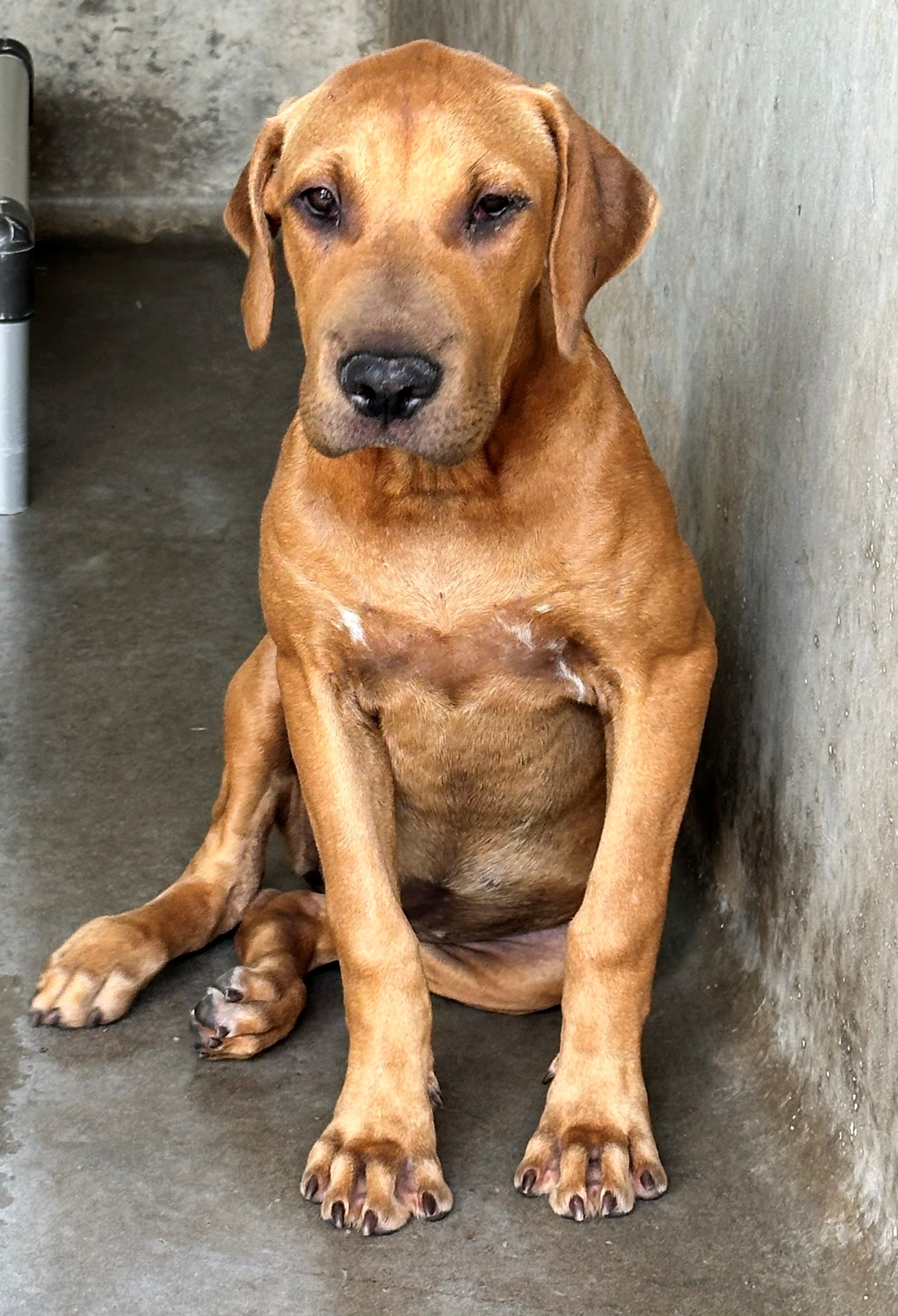 Found Mixed Breed Puppy