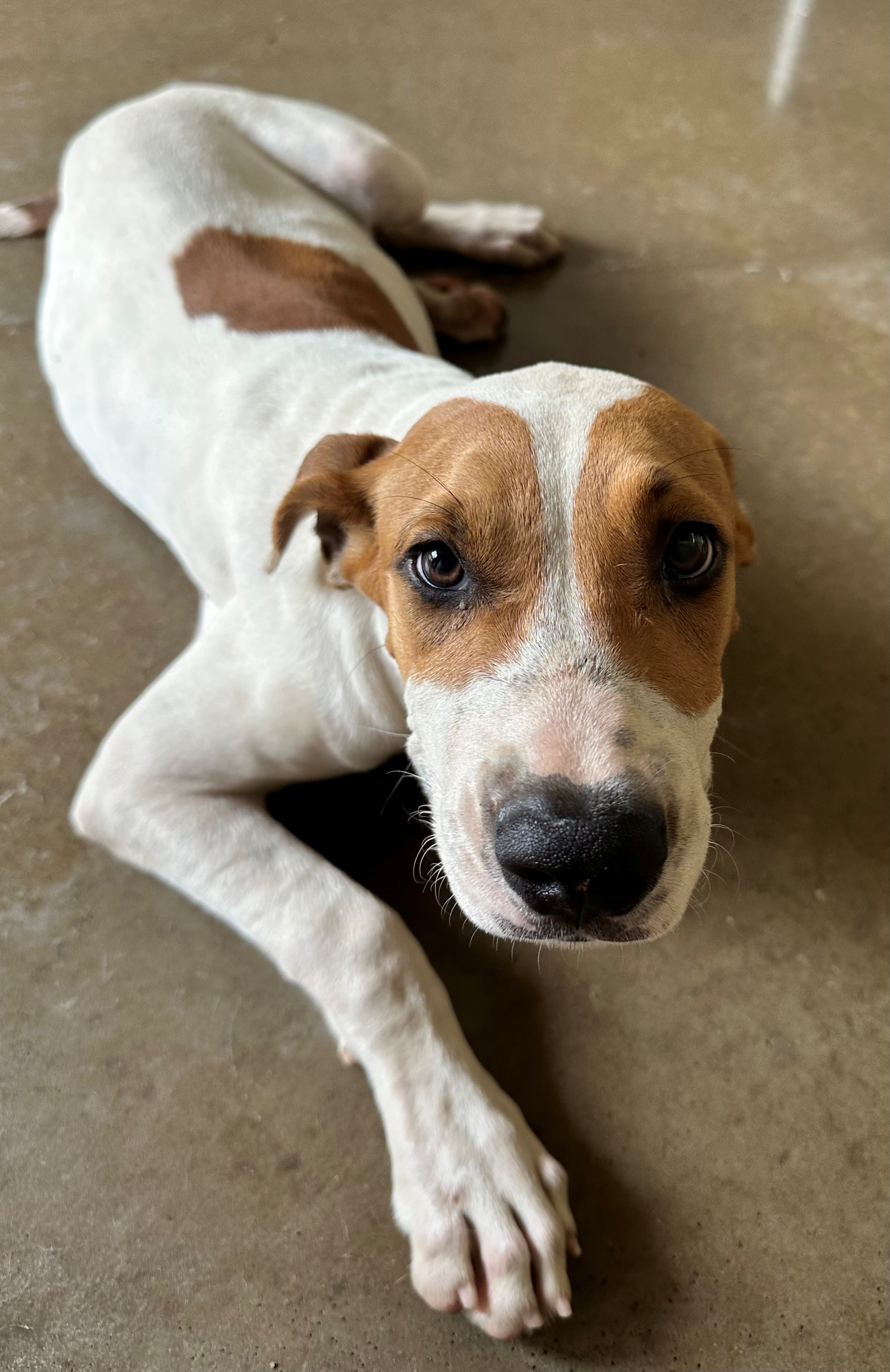 Found Mixed Breed Puppy