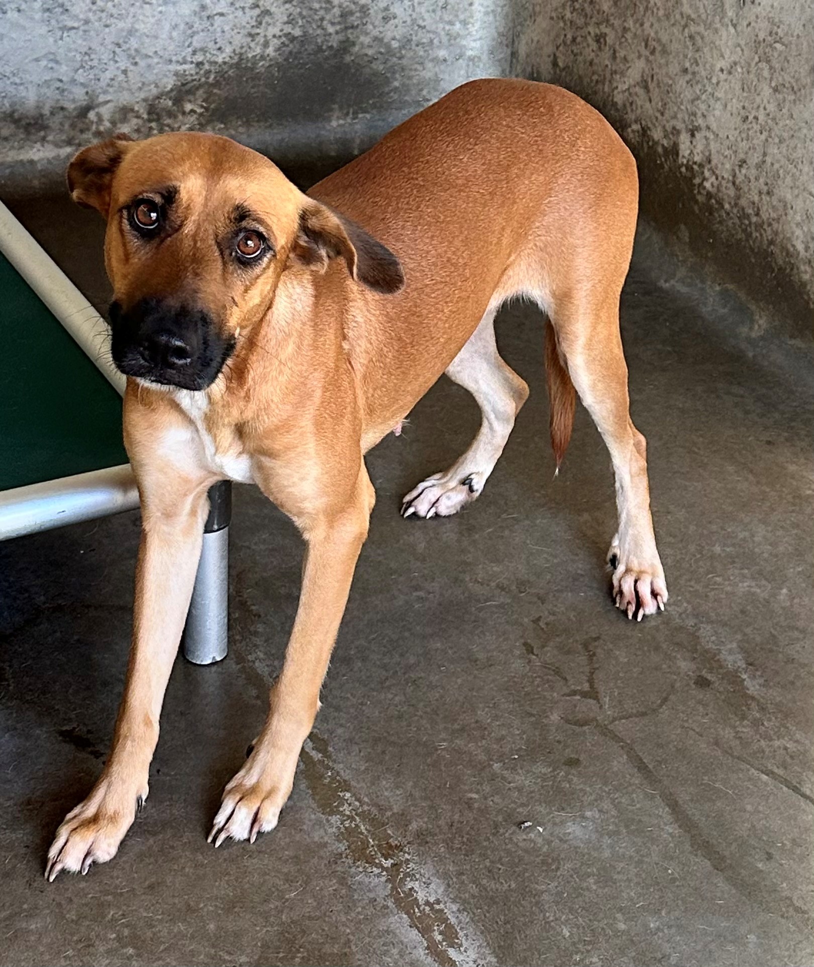 Found Mixed Breed Dog