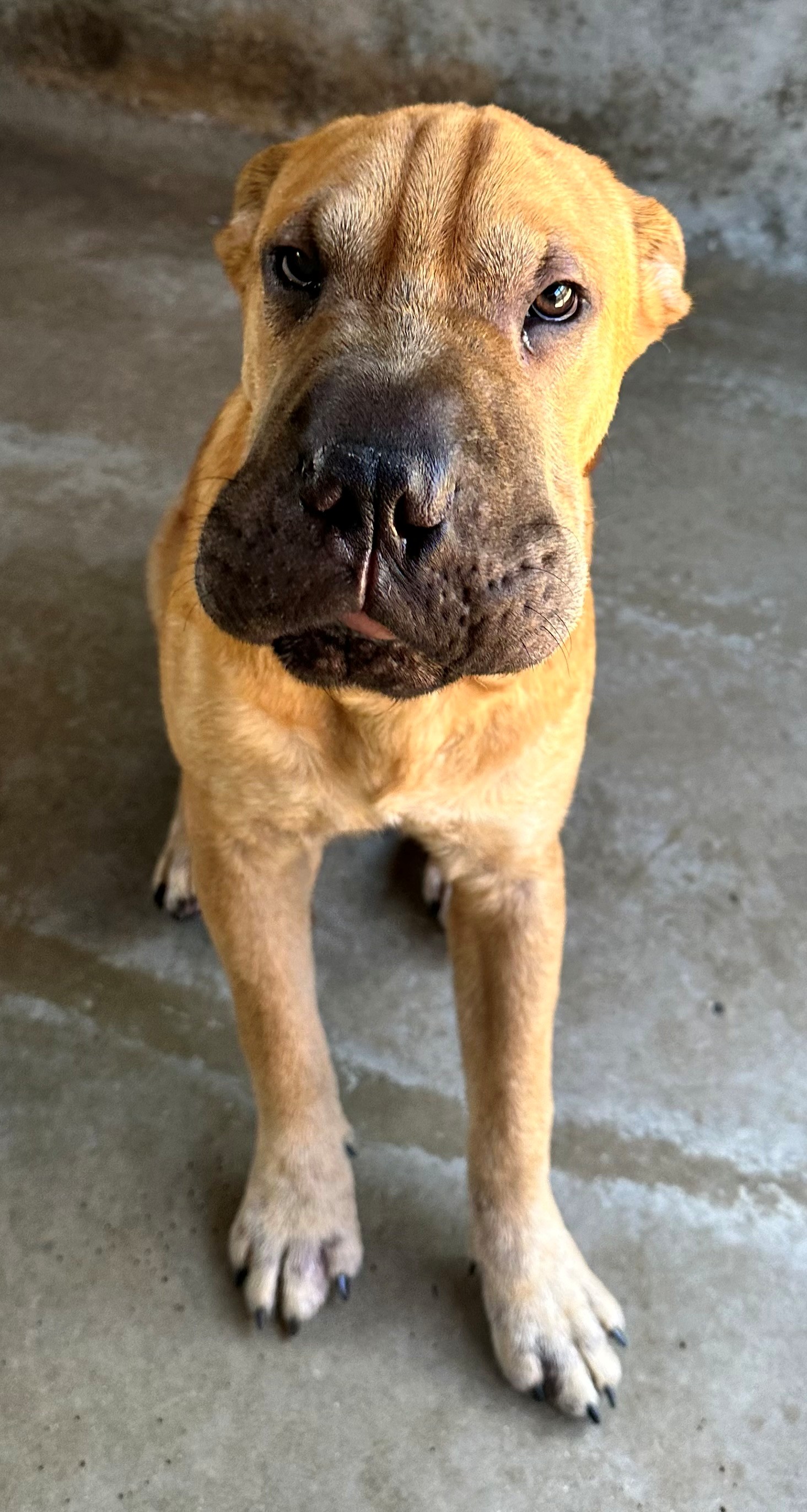 Found Shar Pei