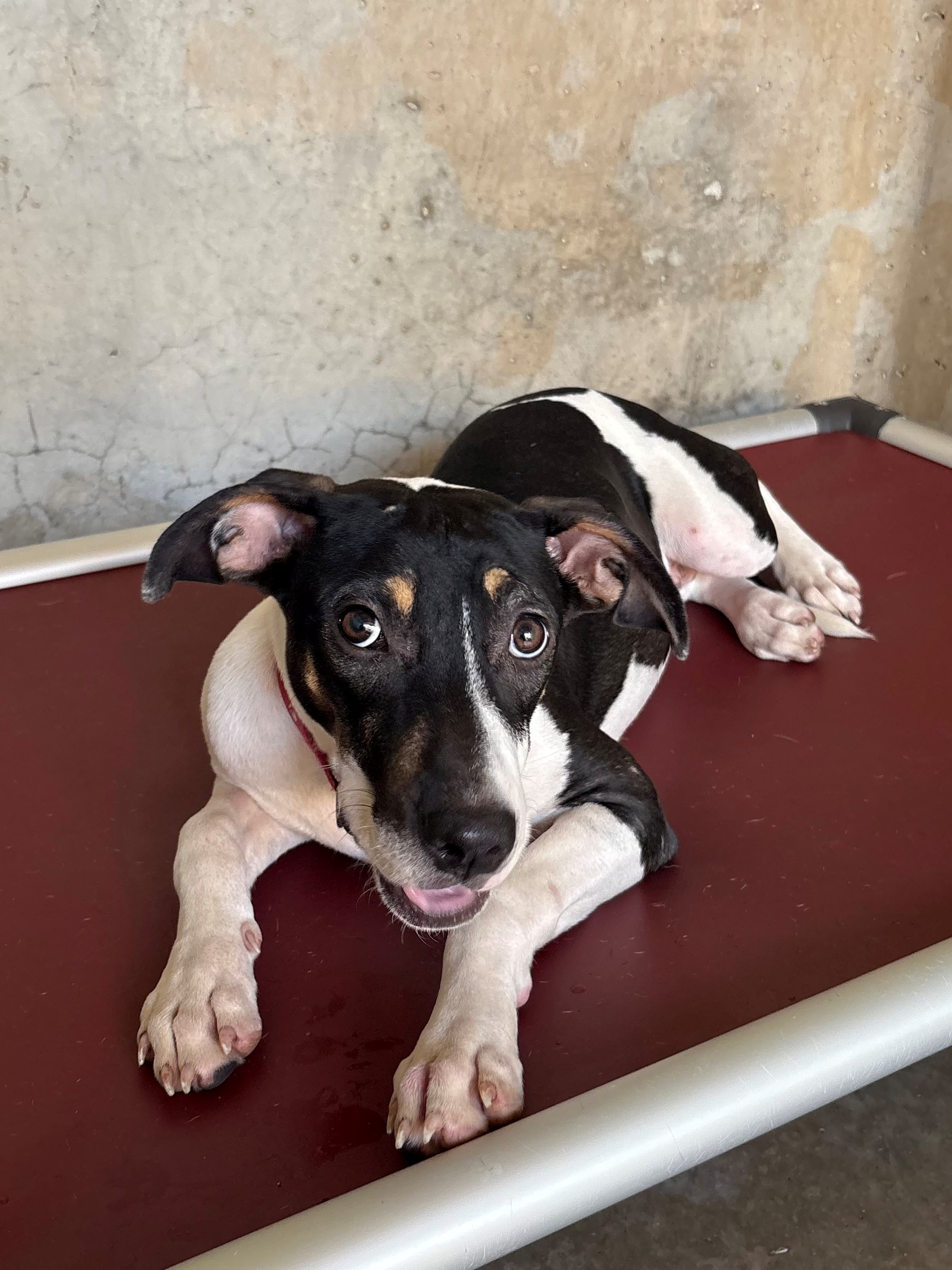 Found Medium Mixed Breed Dog