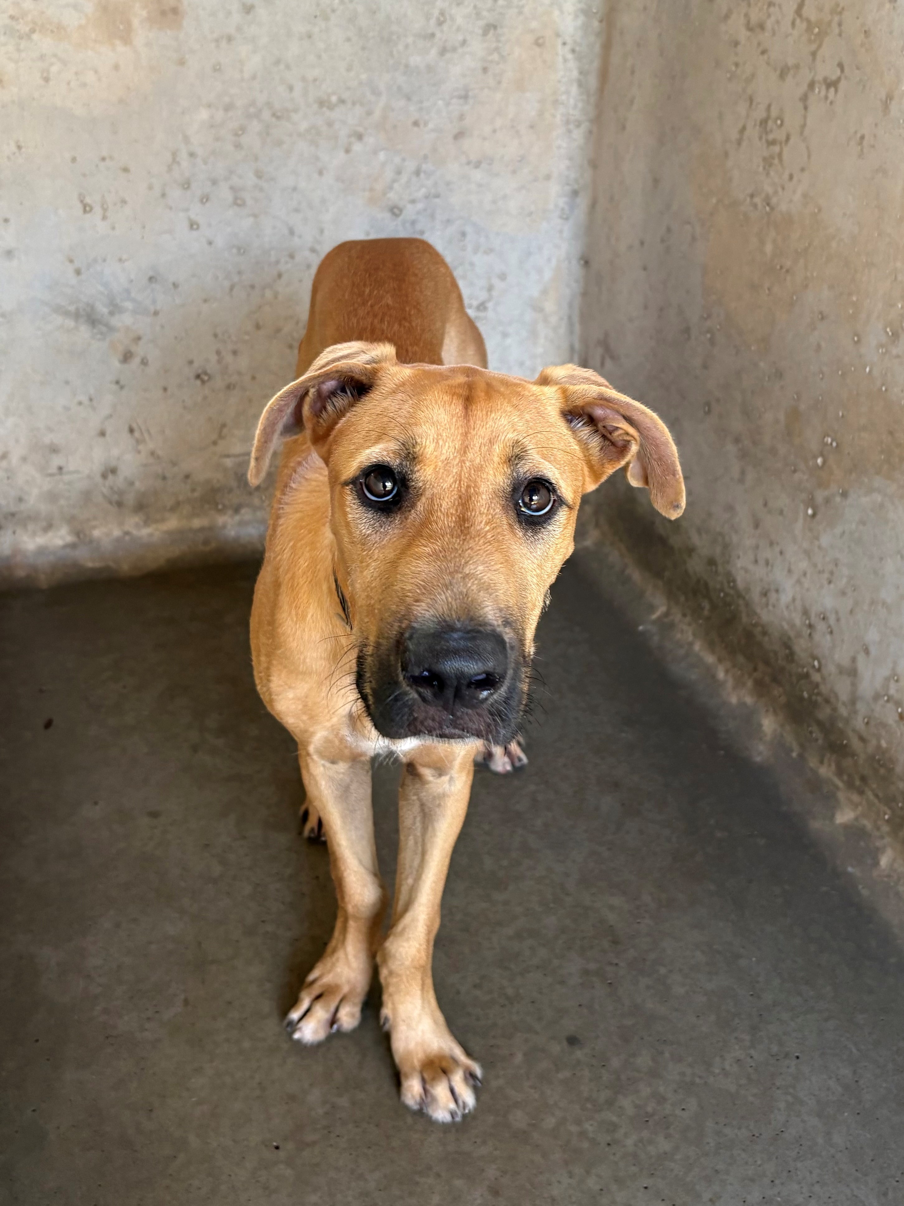 Found Medium Mixed Breed Dog