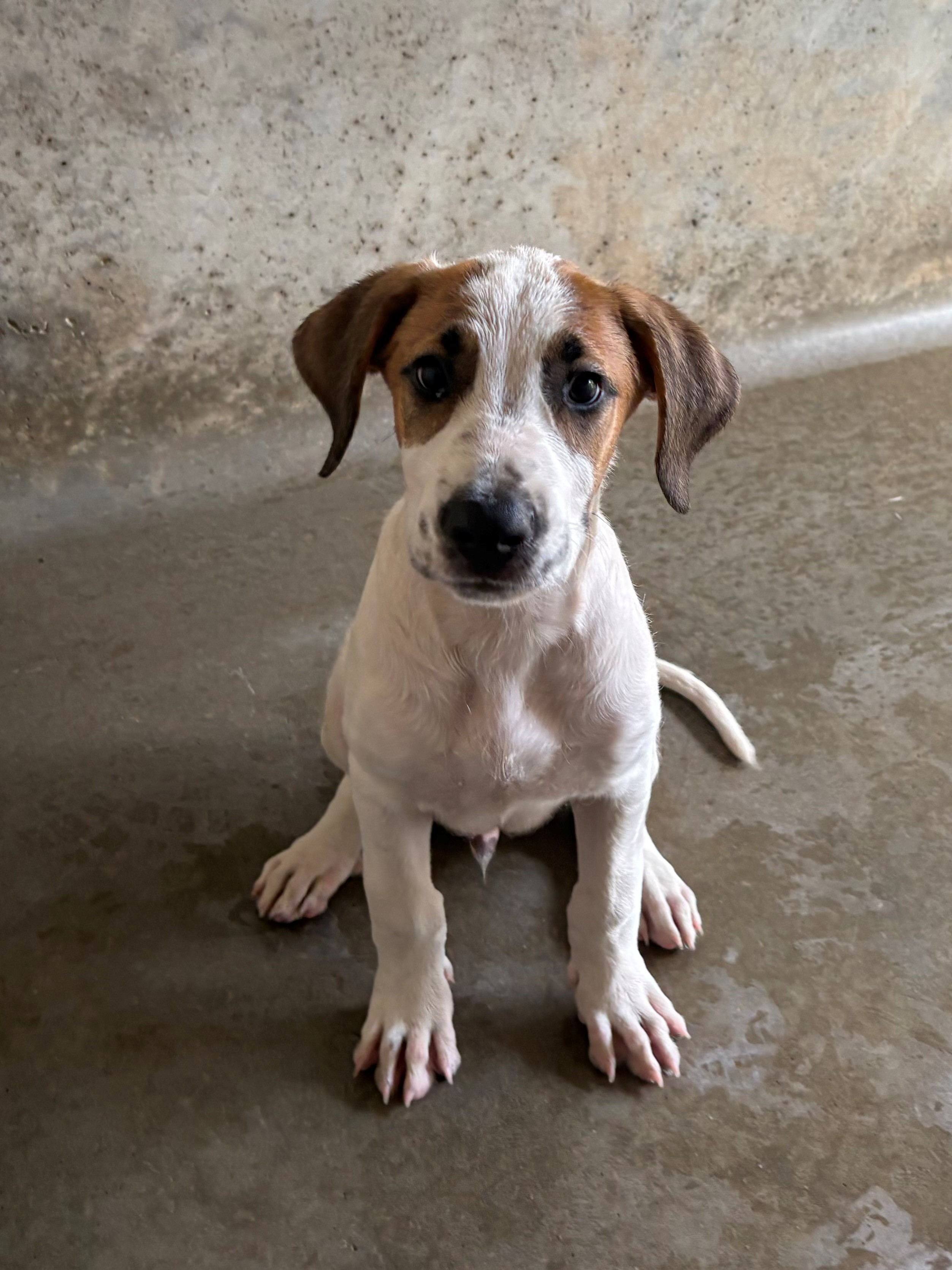 Found Medium Mixed Breed Puppy