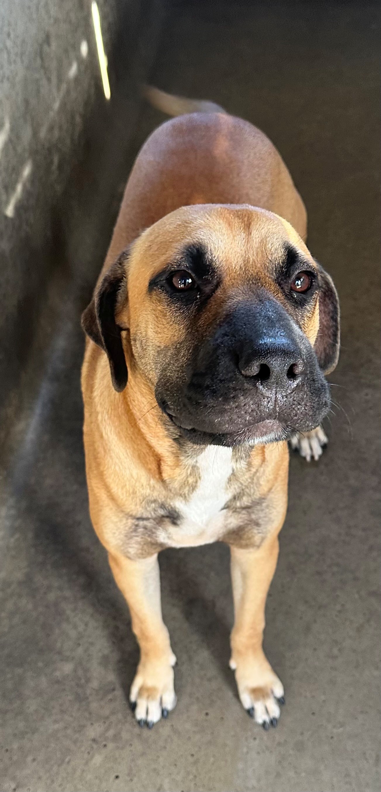 Found Mixed Breed Dog