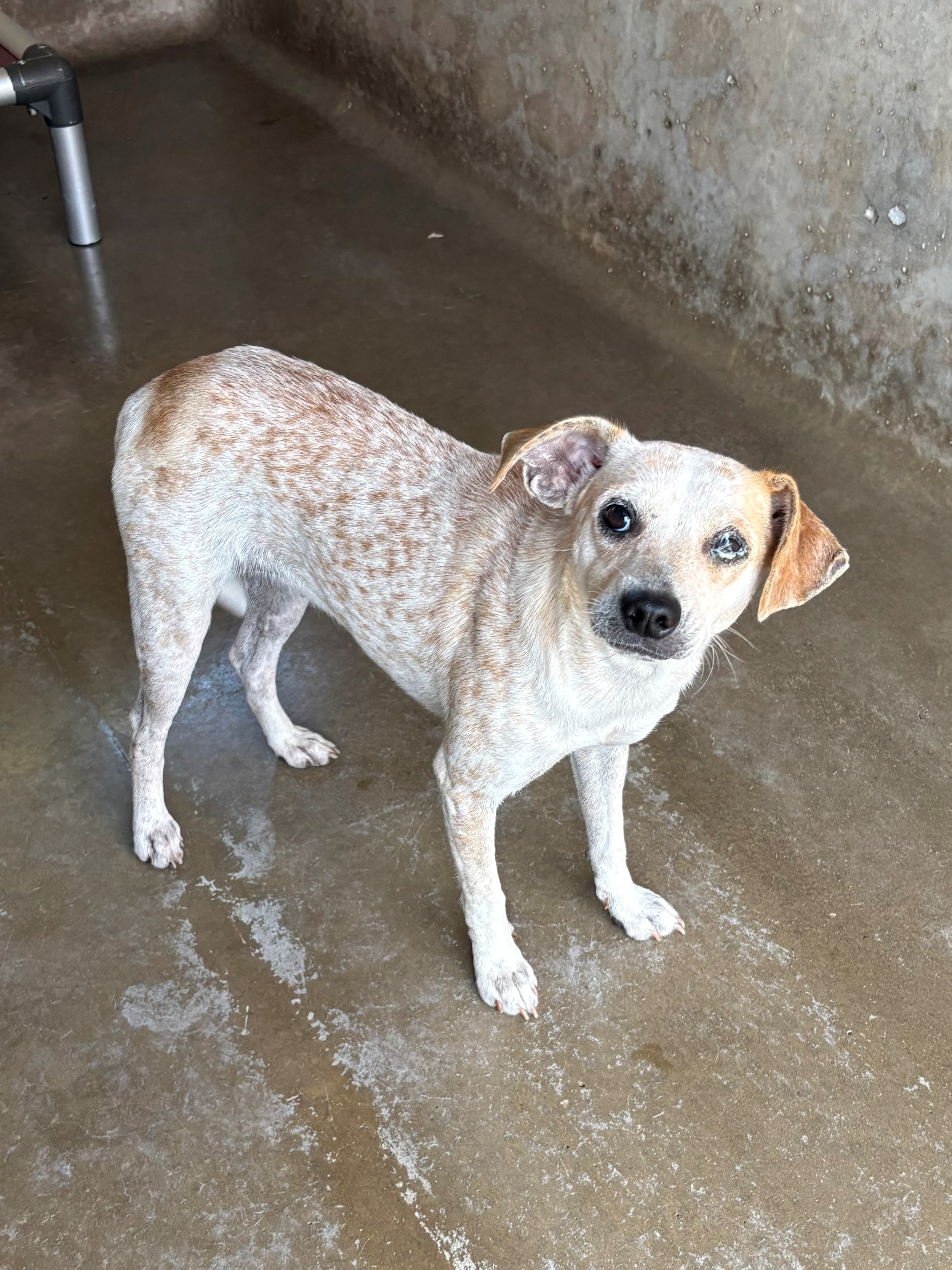 Found Medium Mixed Breed Puppy