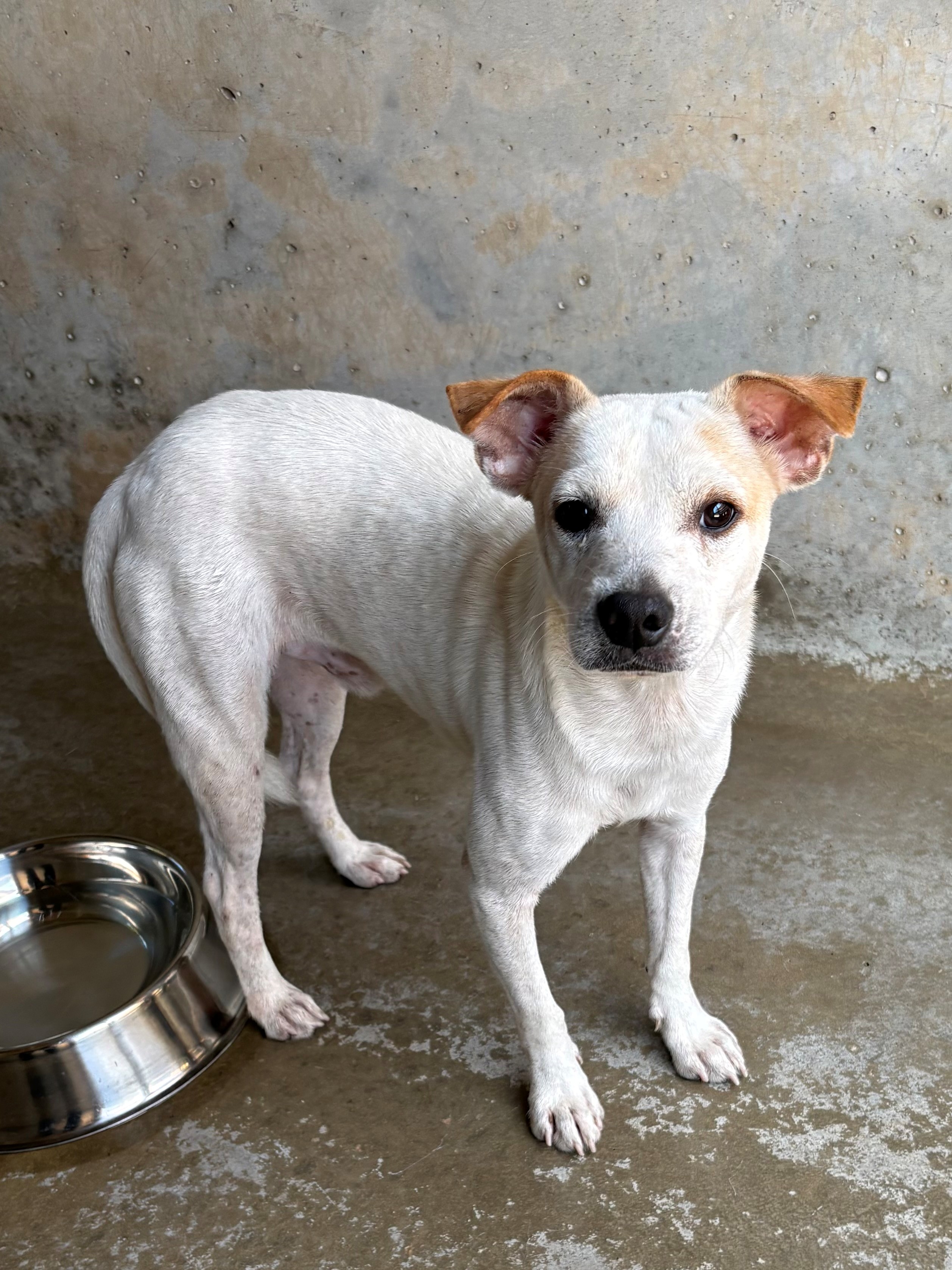 Found Medium Mixed Breed Puppy