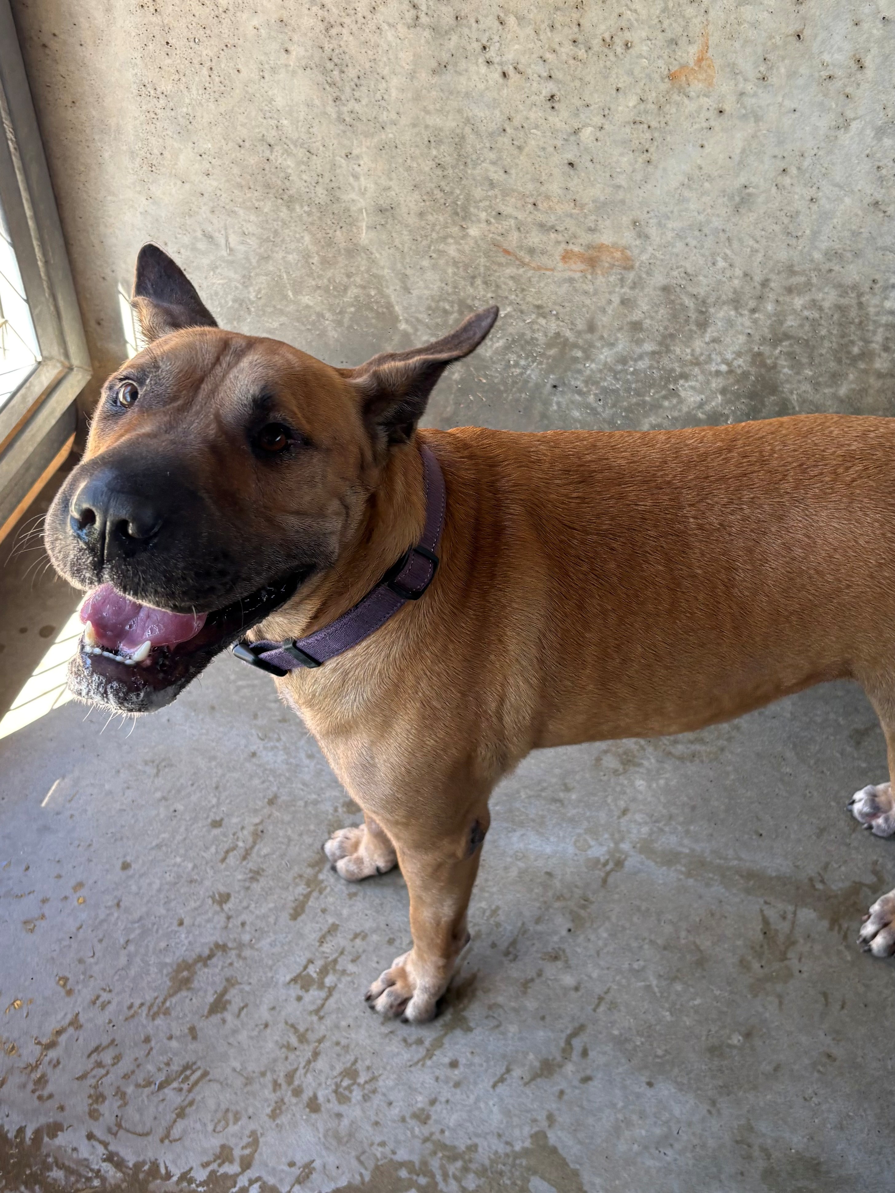 Found Shar Pei Cross Dog