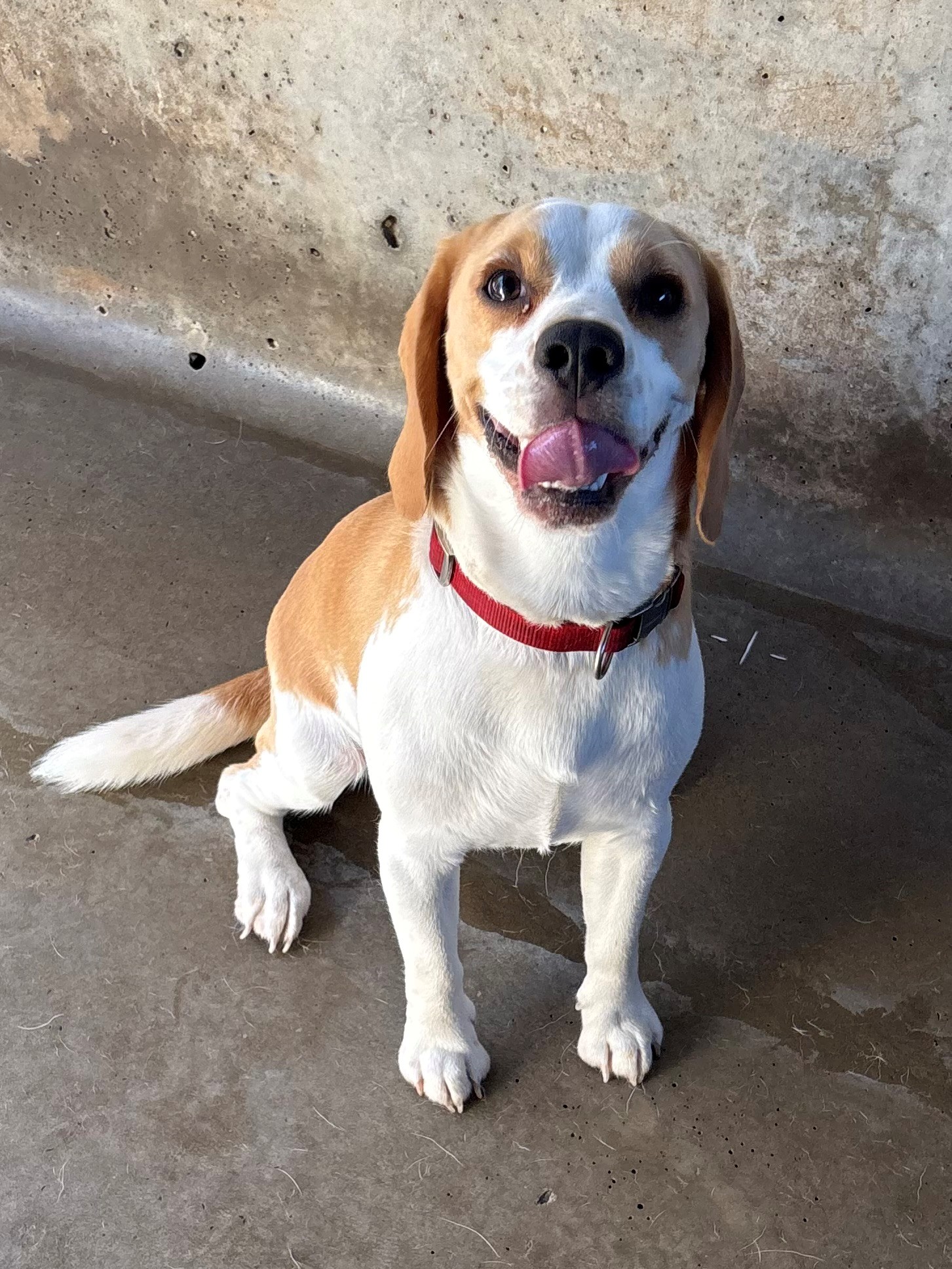 Found Beagle