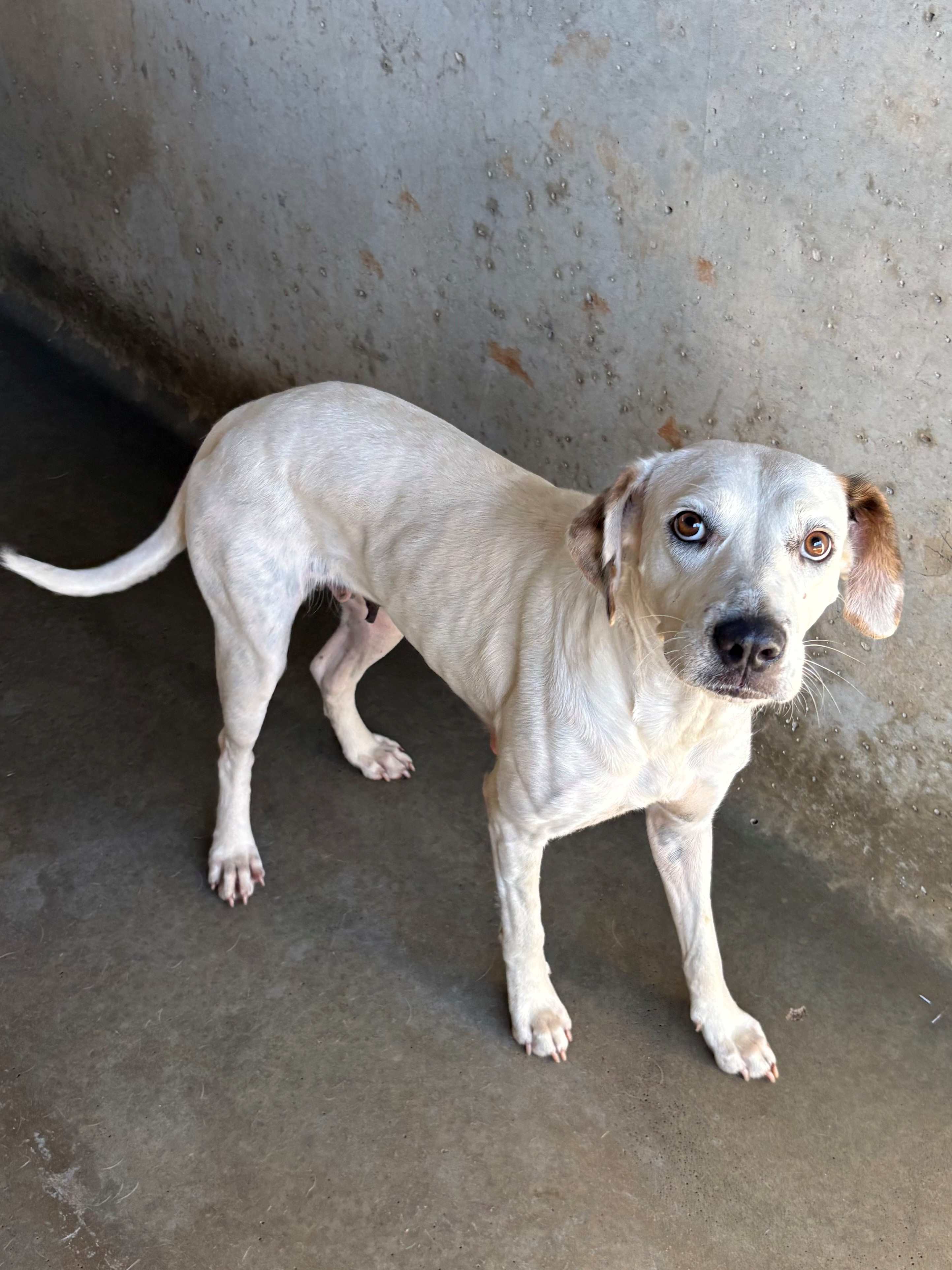 Found Medium Mixed Breed Dog