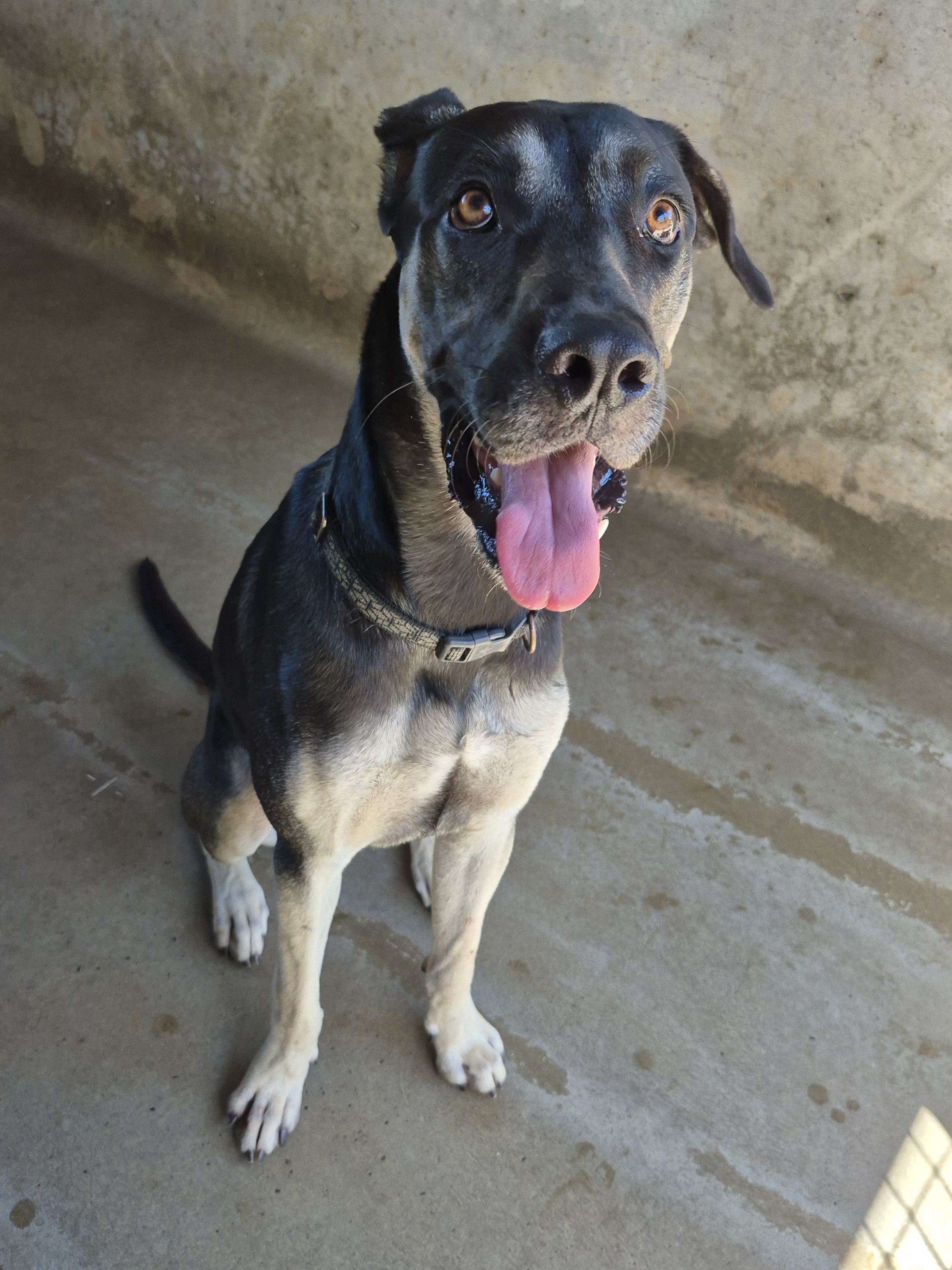Found Medium Mixed Breed Dog