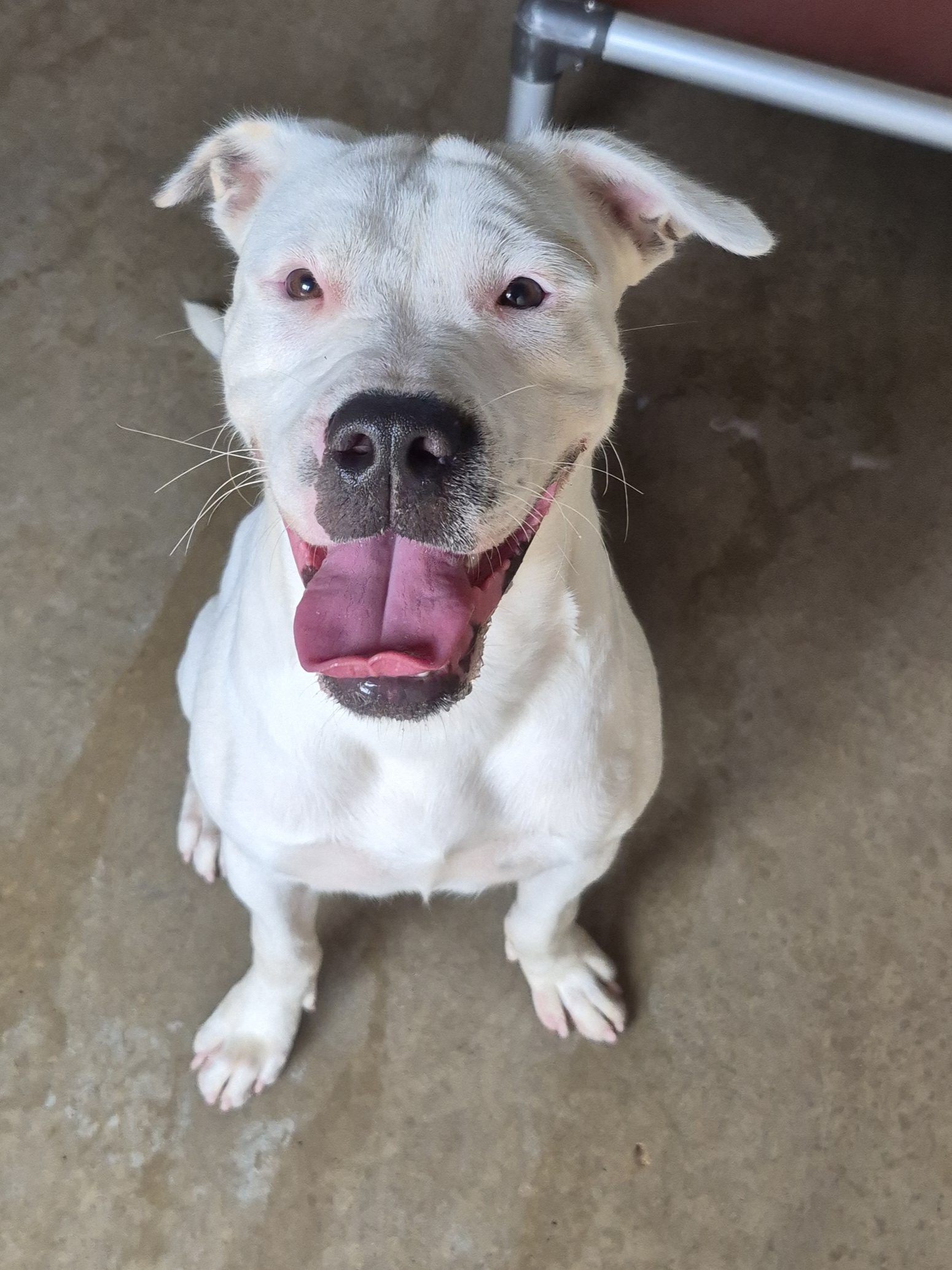 Found Staffy Cross