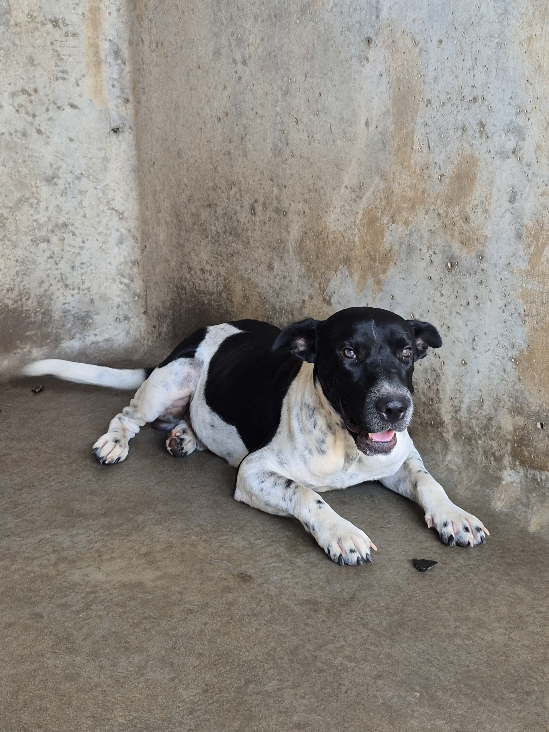 Found Medium Mixed Breed Dog