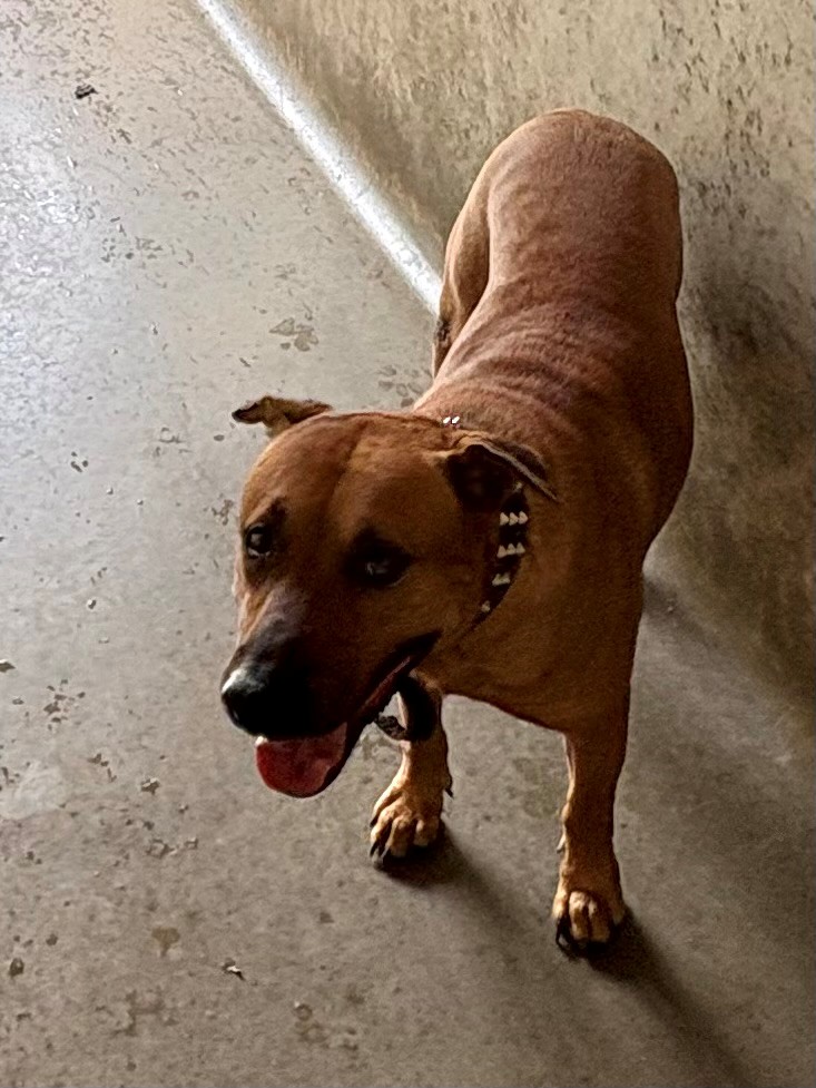 Found Medium Mixed Breed