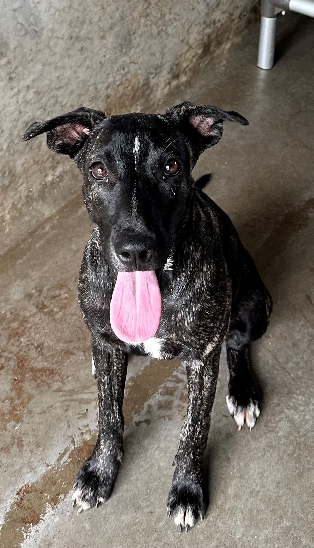 Found Mixed Breed Puppy