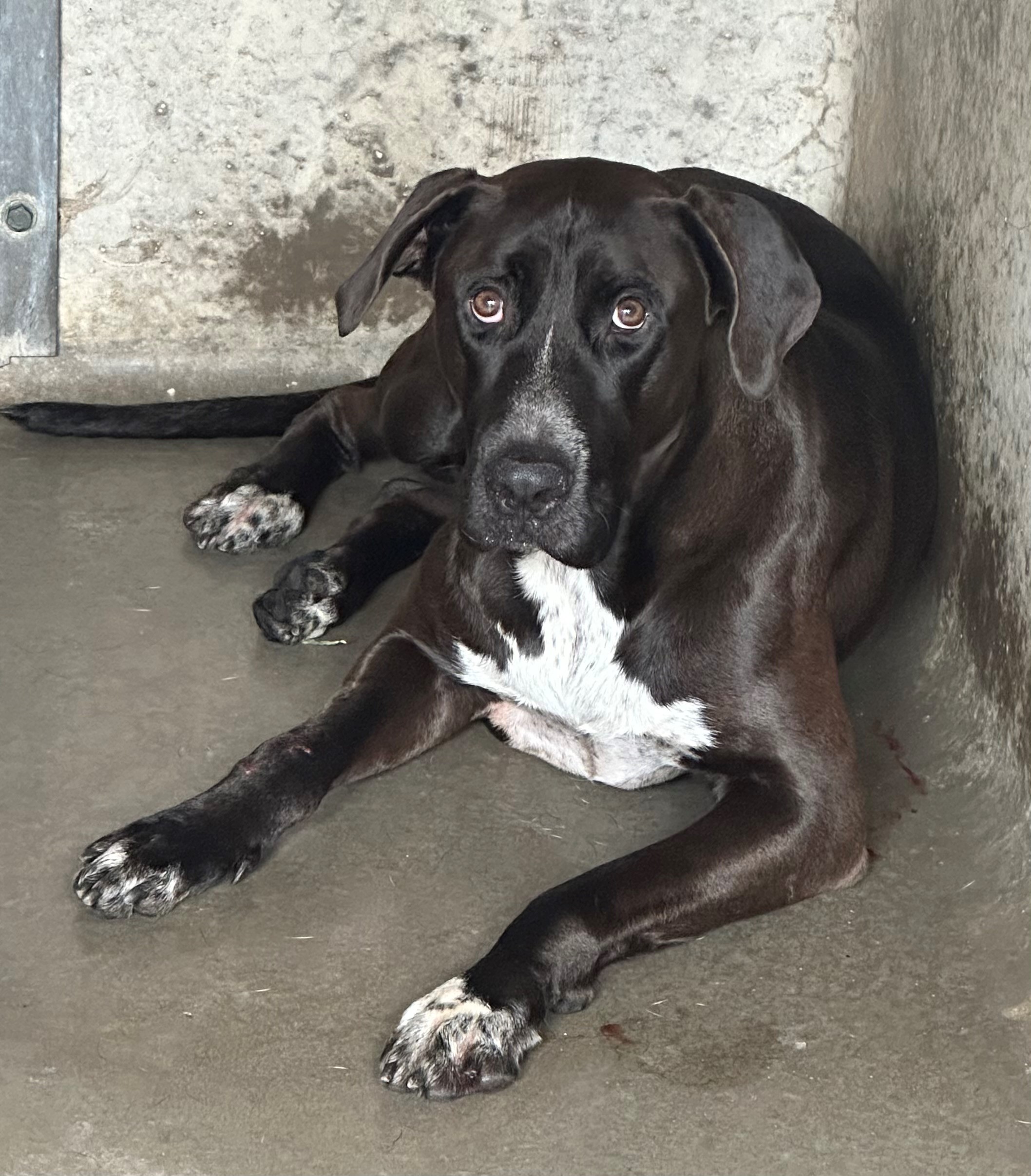 Found Large Mixed Breed Dog