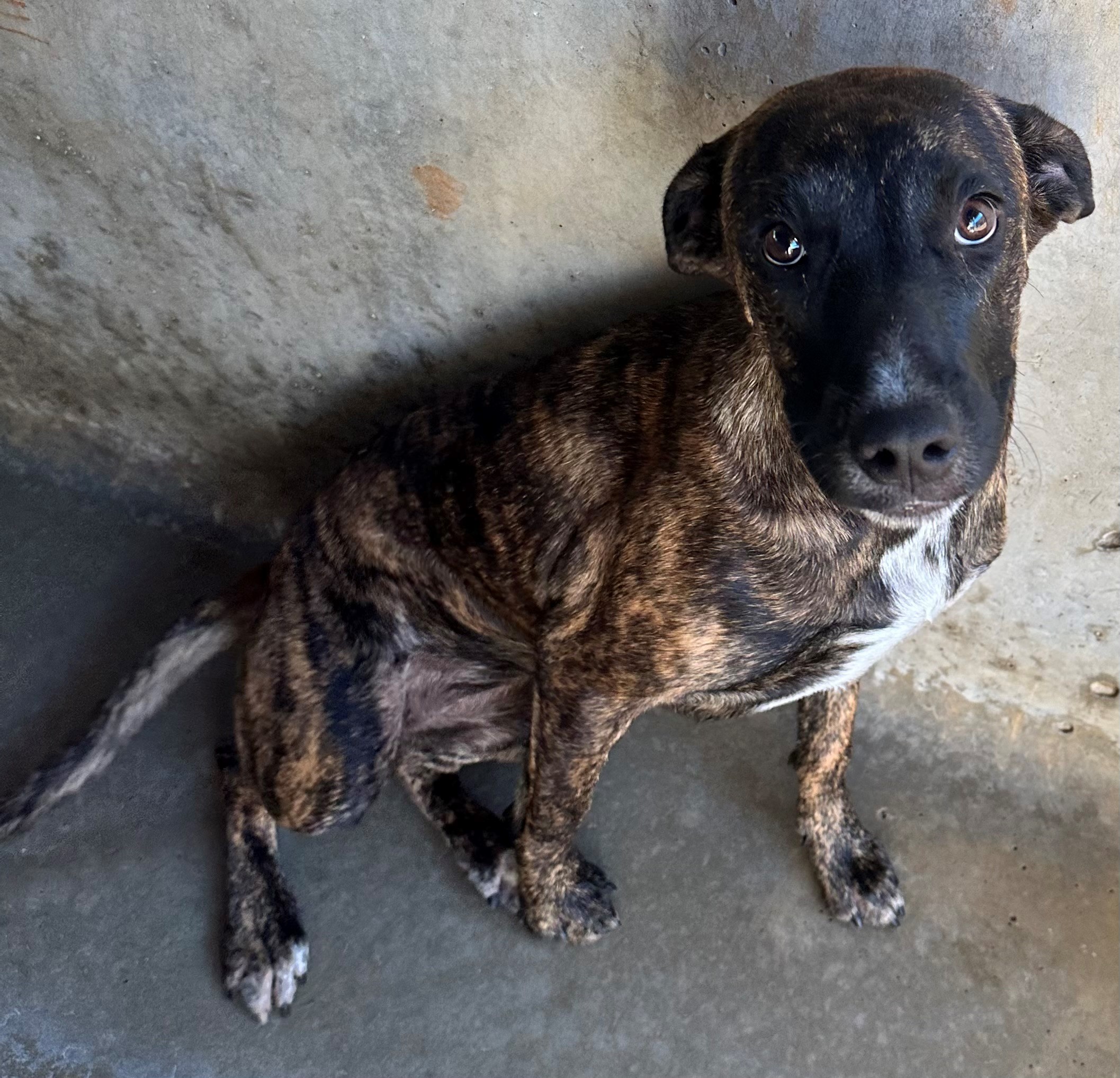 Found Mixed Breed Puppy