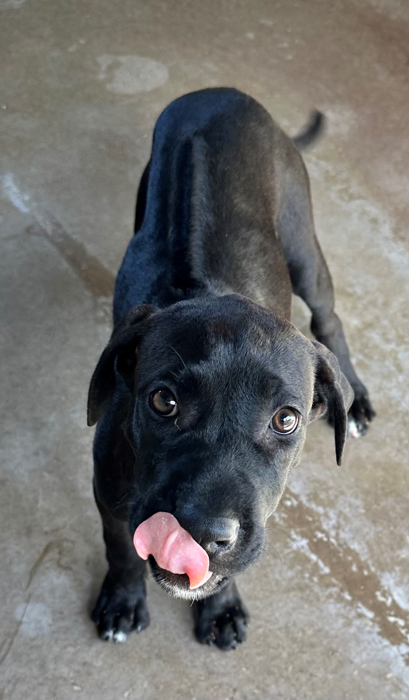 Found Rhodesian Ridgeback X Puppy