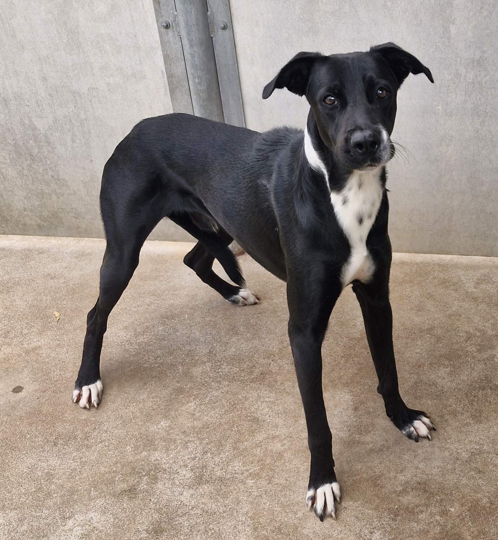 Found Mixed Breed Dog