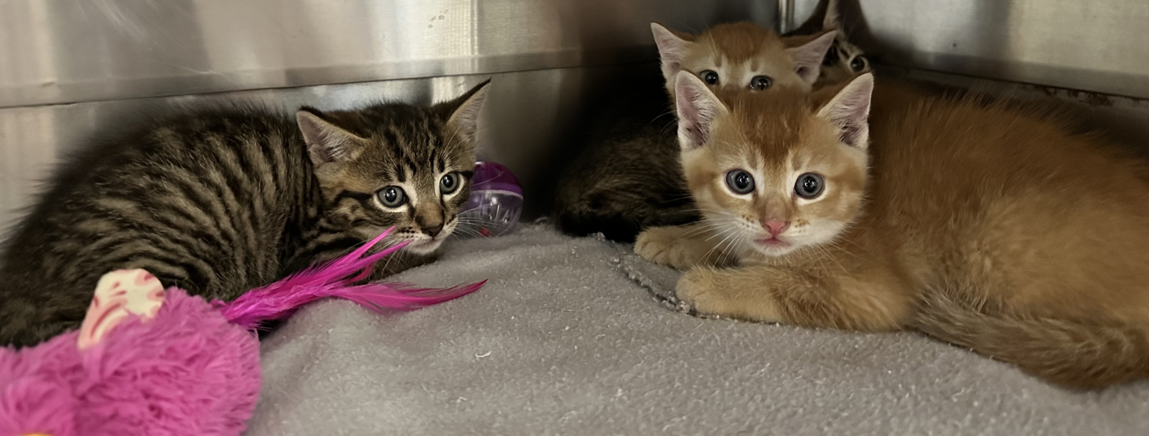 Found Ginger & Tabby Kittens