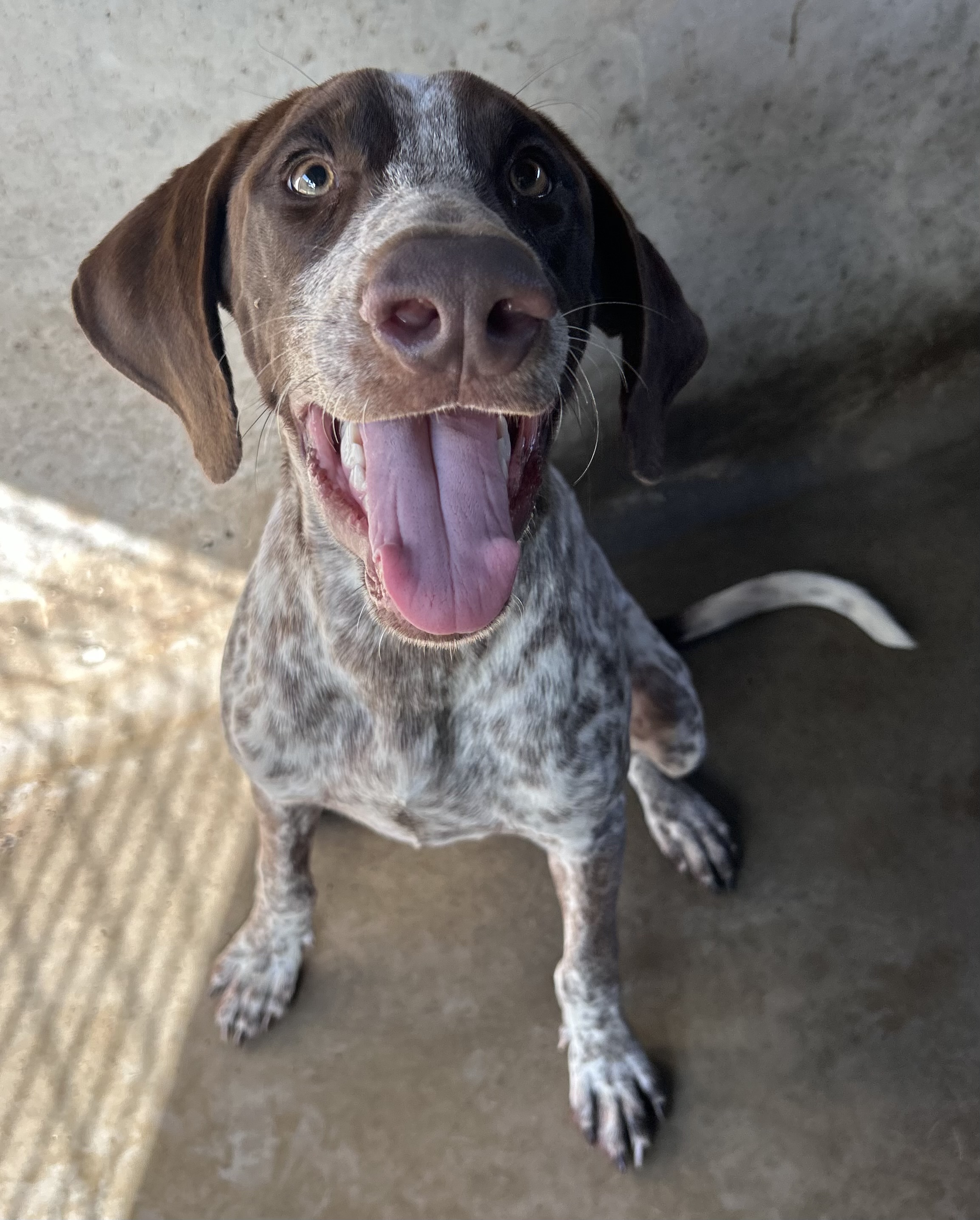 Found German Shorthair Pointer