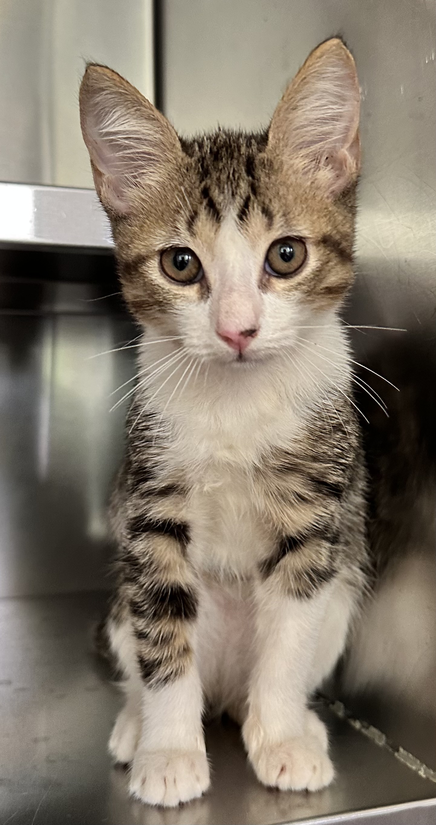 Found Tabby & White Kitten