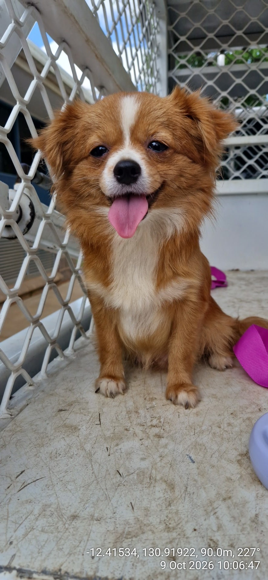 Pomeranian type