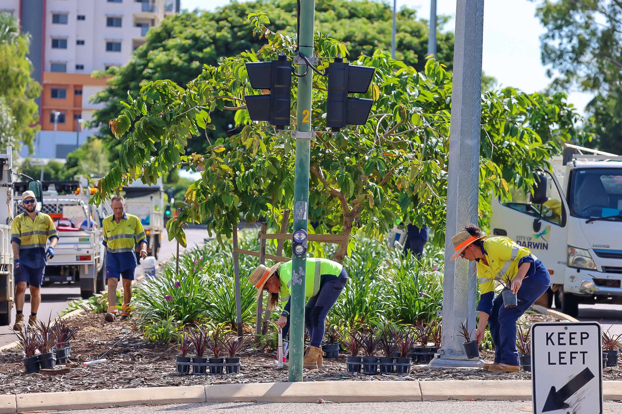 Daly Street Greening
