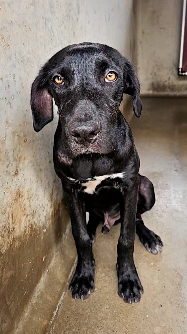 Found Mixed Breed Dog