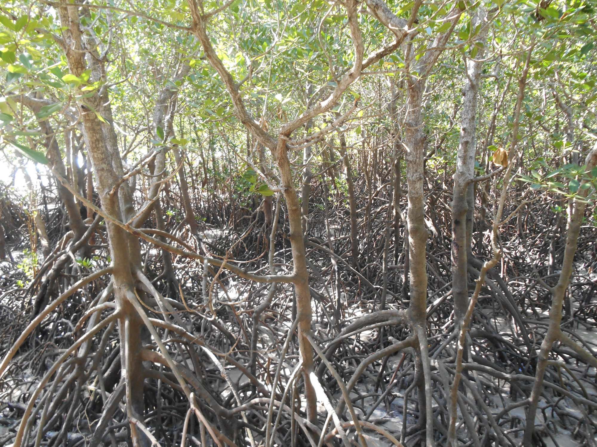 mangroves at east point