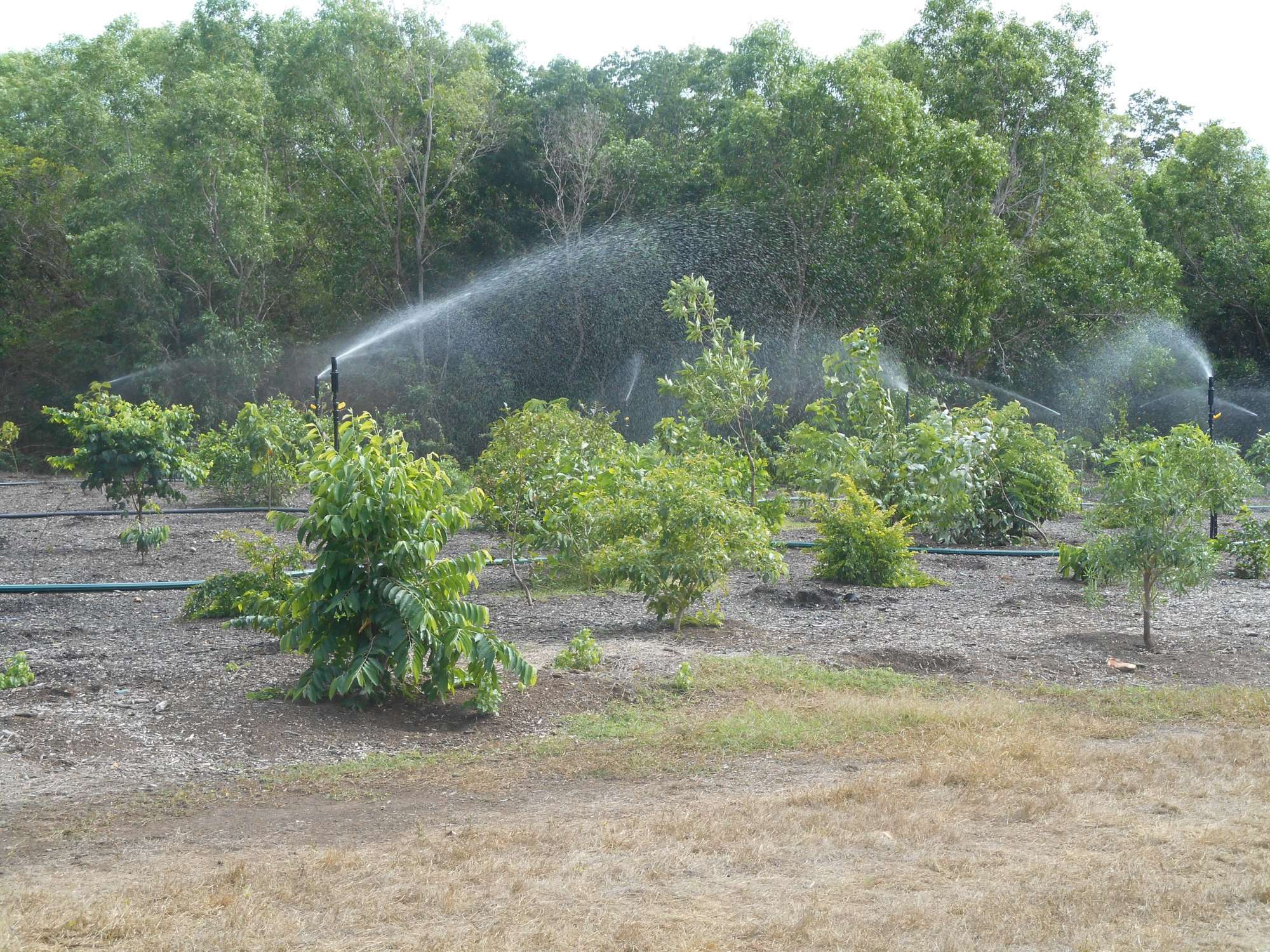 Stage 3 vegitation maturing, revegitation of monsoon rainforest at East Point Reserve