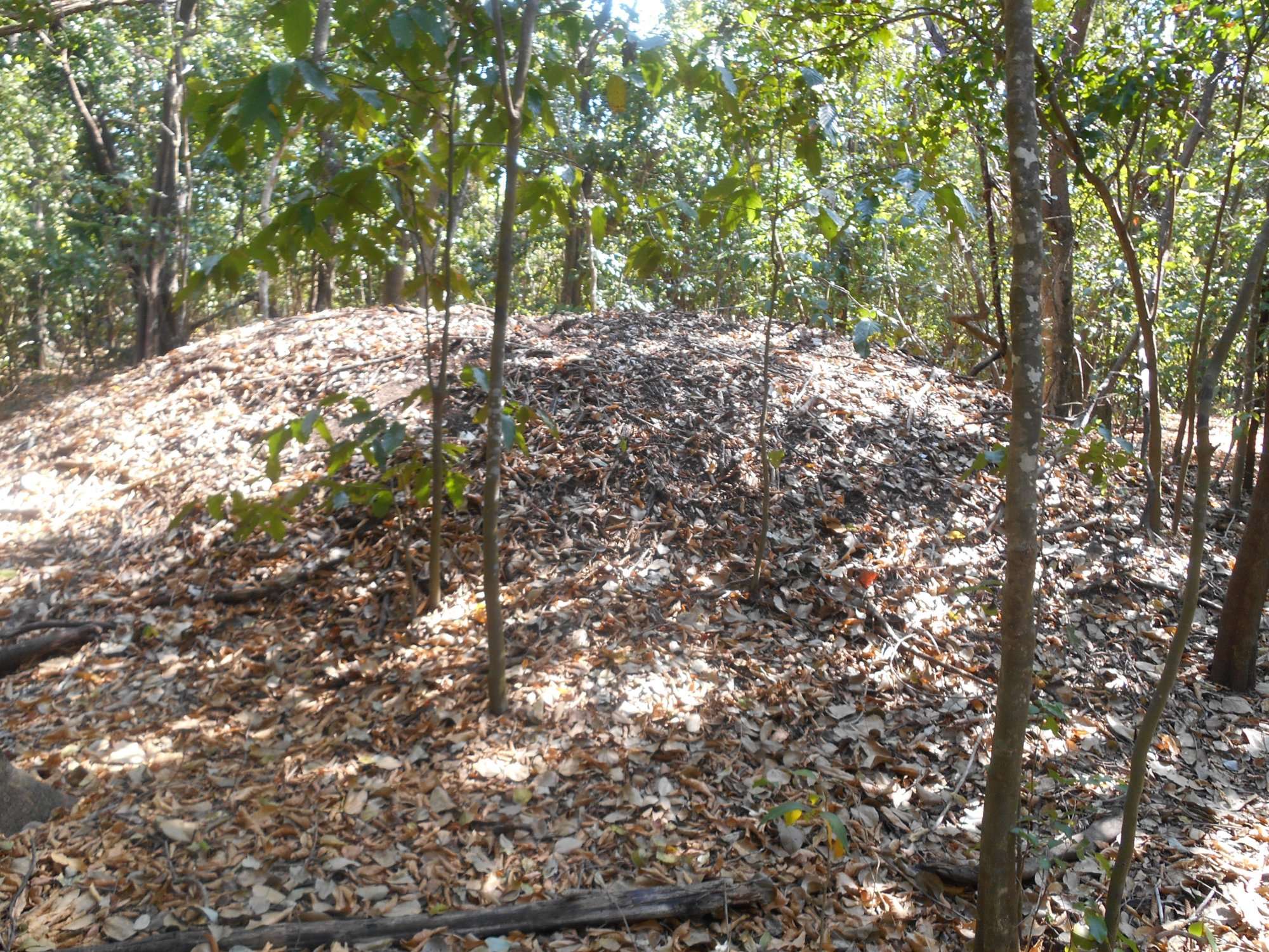 eastpoint reserve Darwin bushland and flora