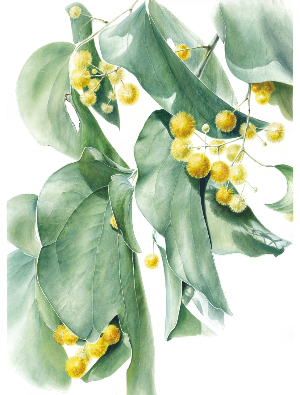Elephant Ear Wattle
