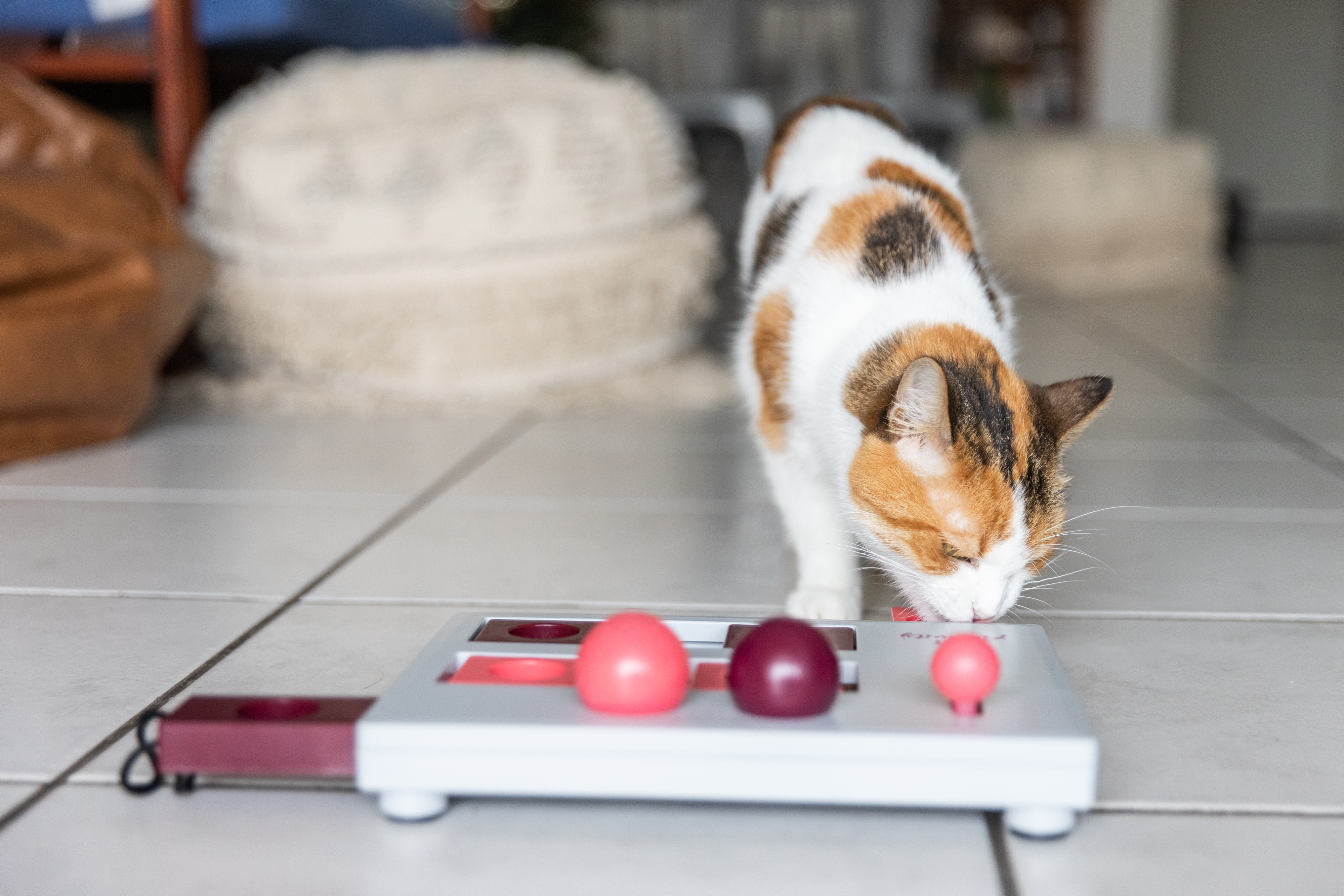 Cat playing