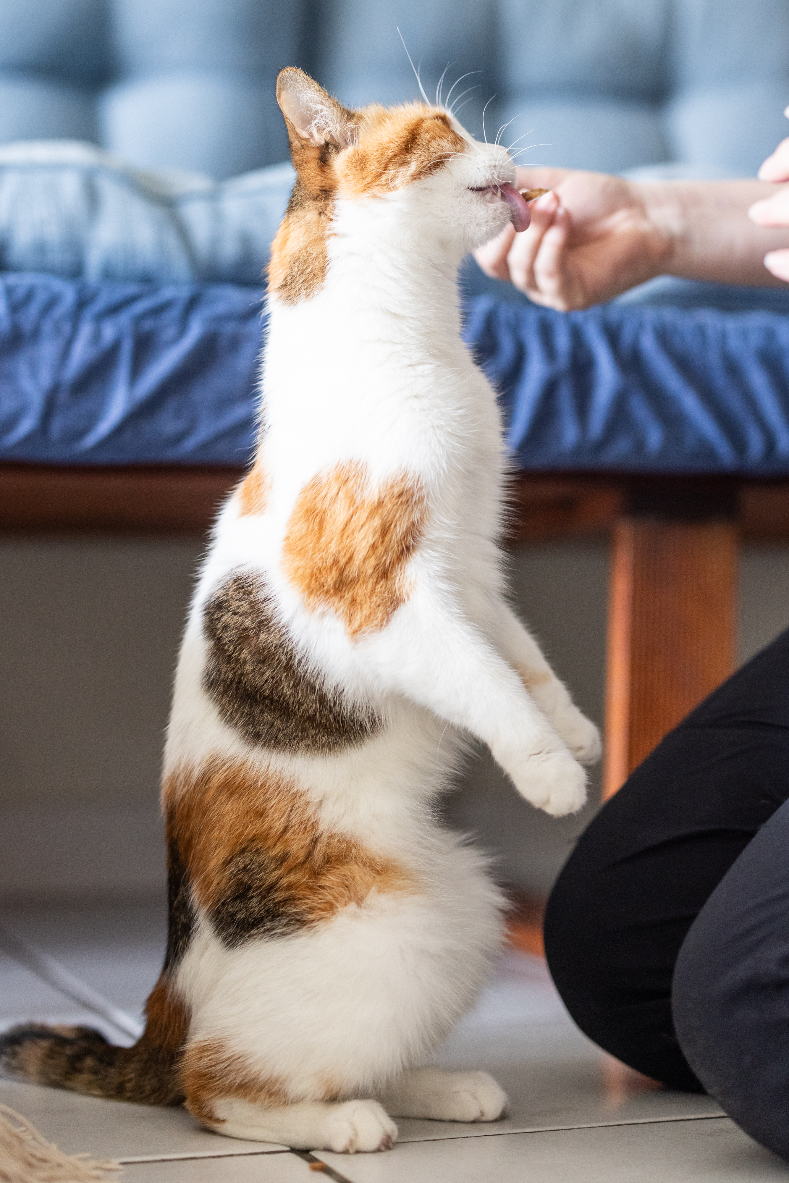 Cat getting fed