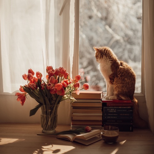 Cat on window 