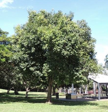 Large shade tree