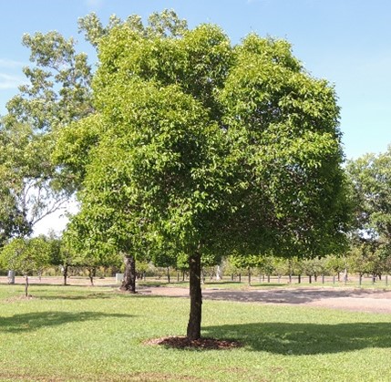 Medium shade tree
