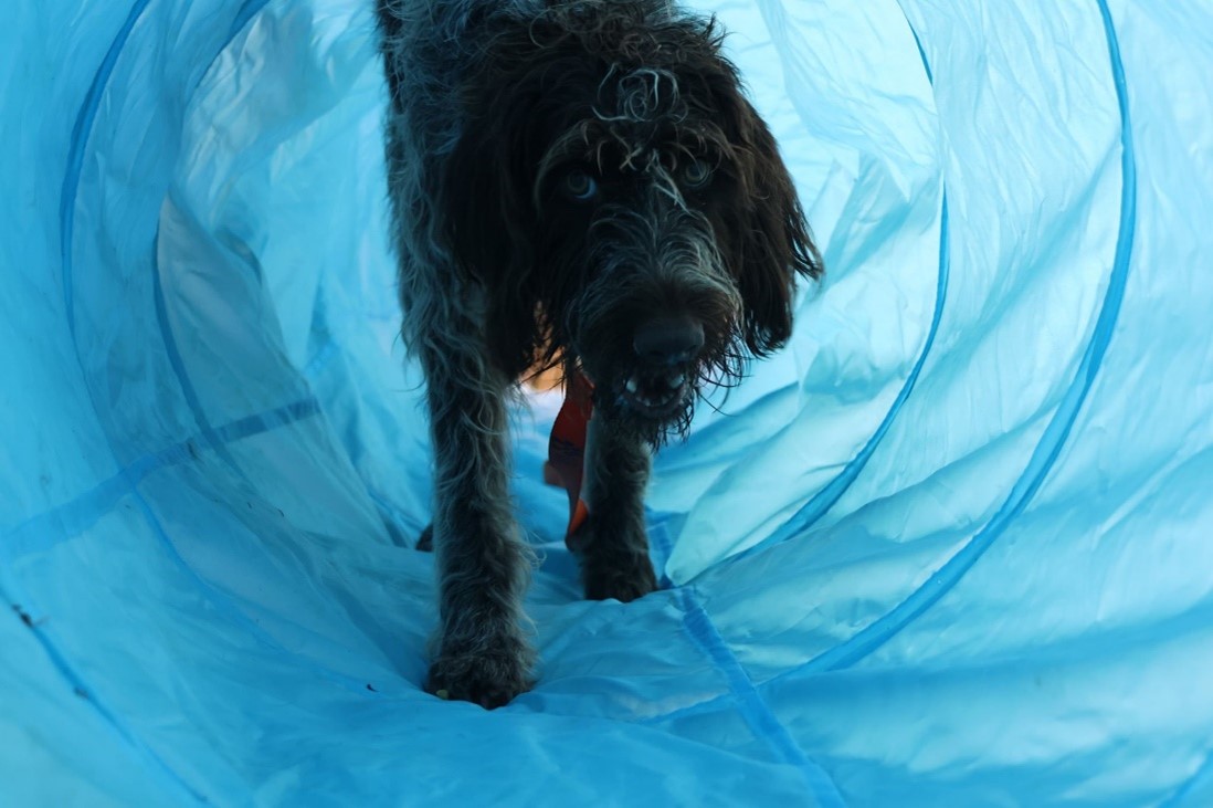Dog in tunnel