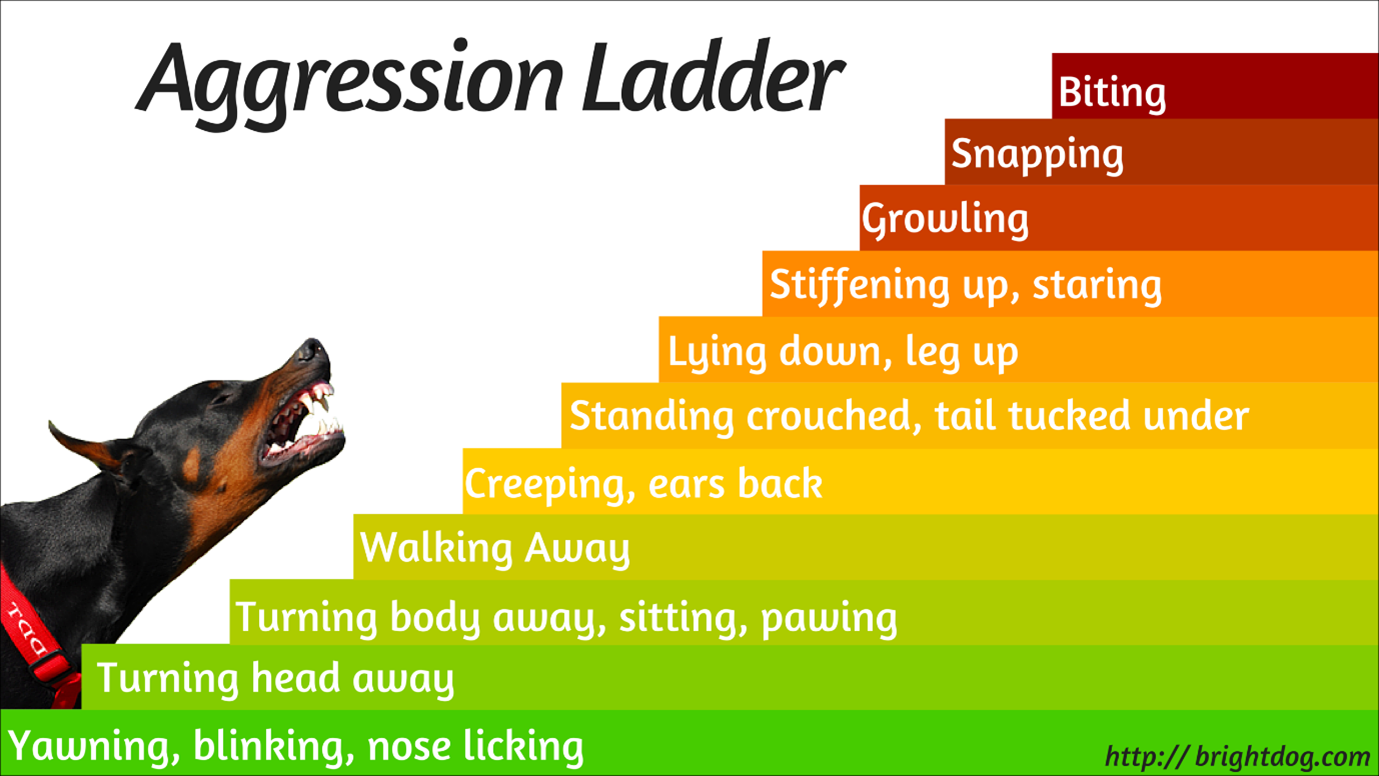 Dog Aggression Ladder